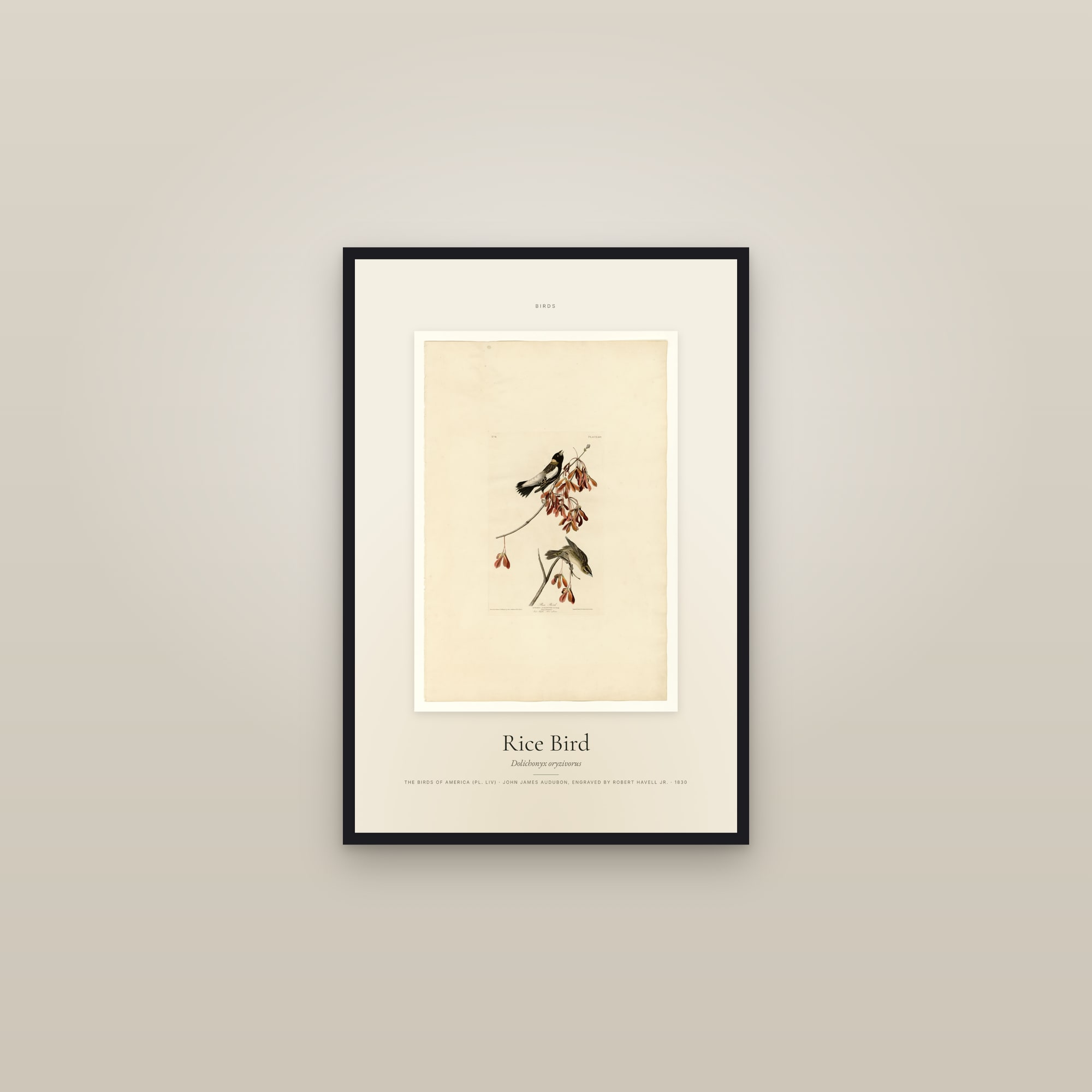 Rice Bird — Specimen — framed in a gallery setting