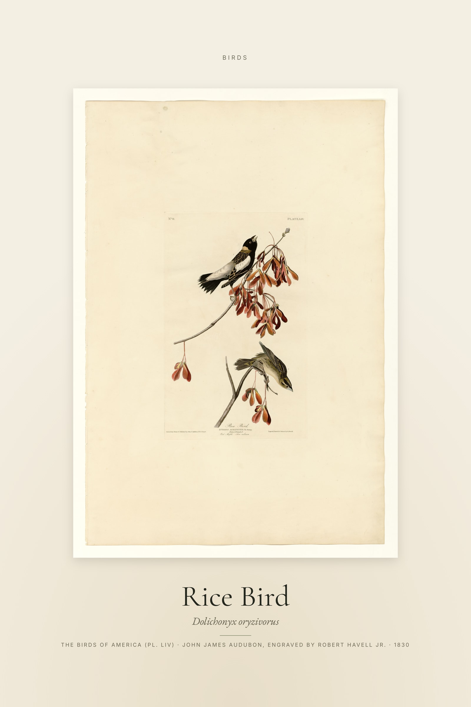 Rice Bird — Specimen