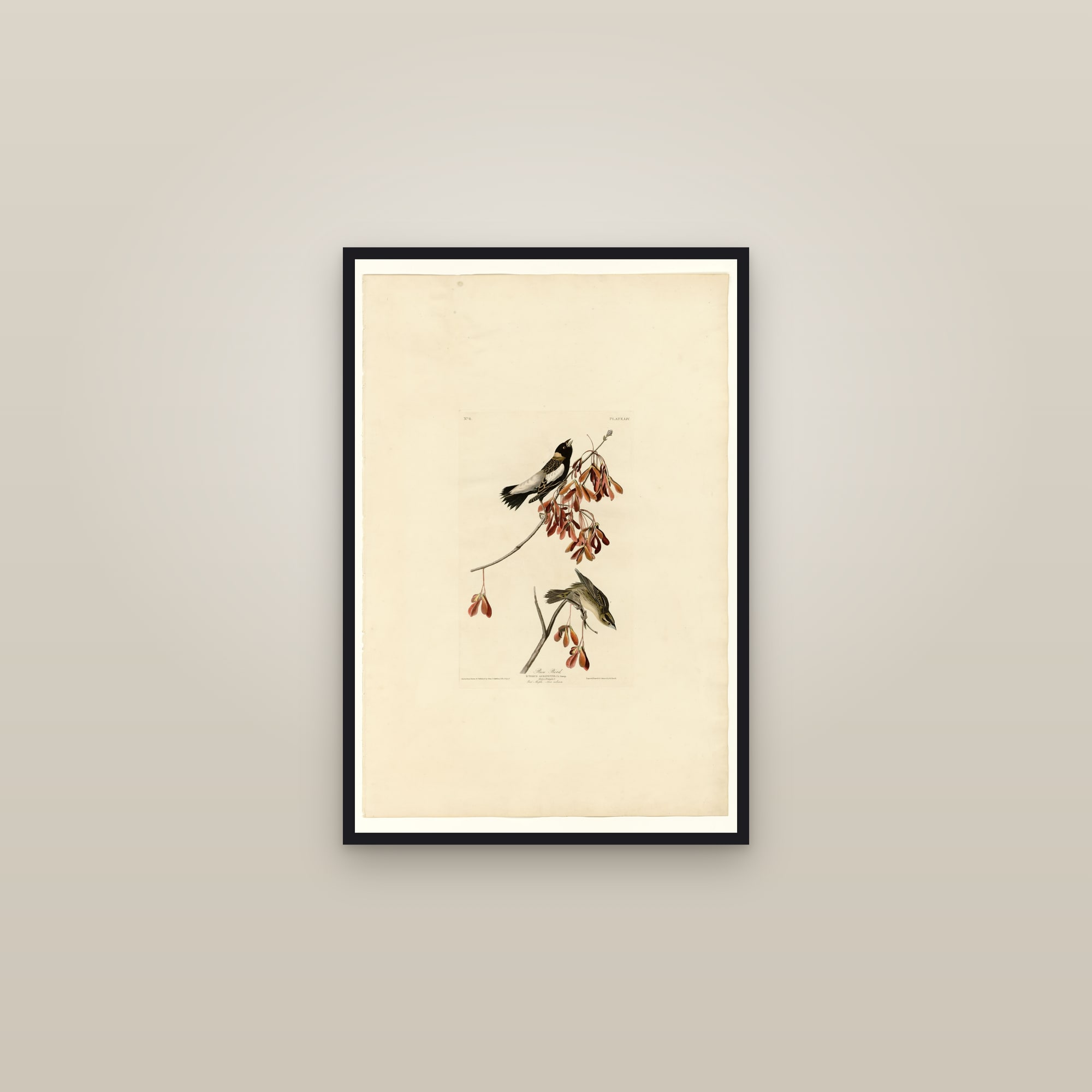 Rice Bird — framed in a gallery setting