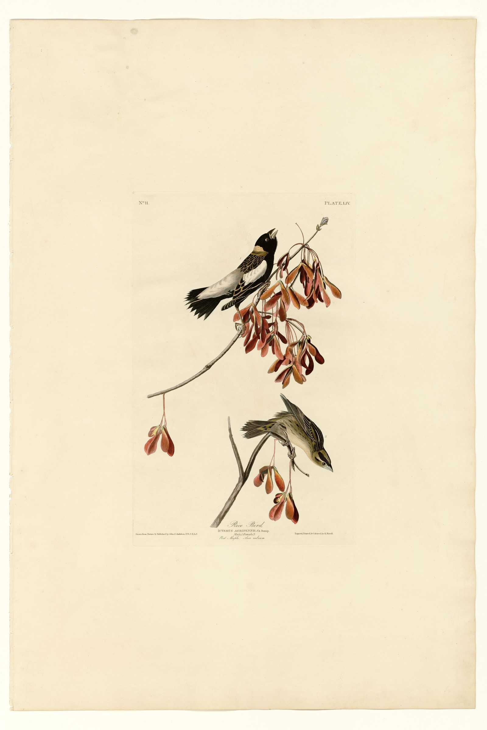 Rice Bird