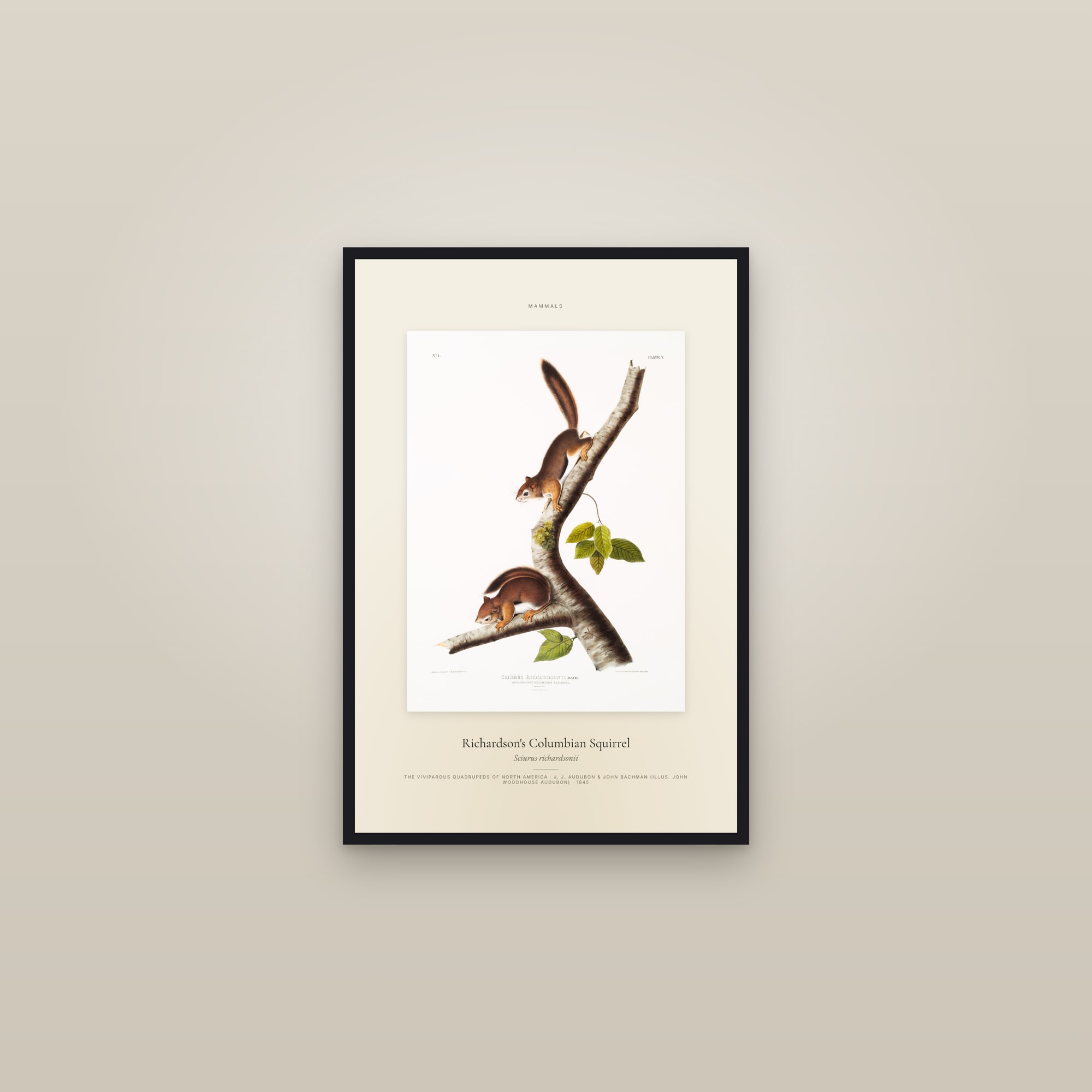 Richardson's Columbian Squirrel — Specimen — framed in a gallery setting