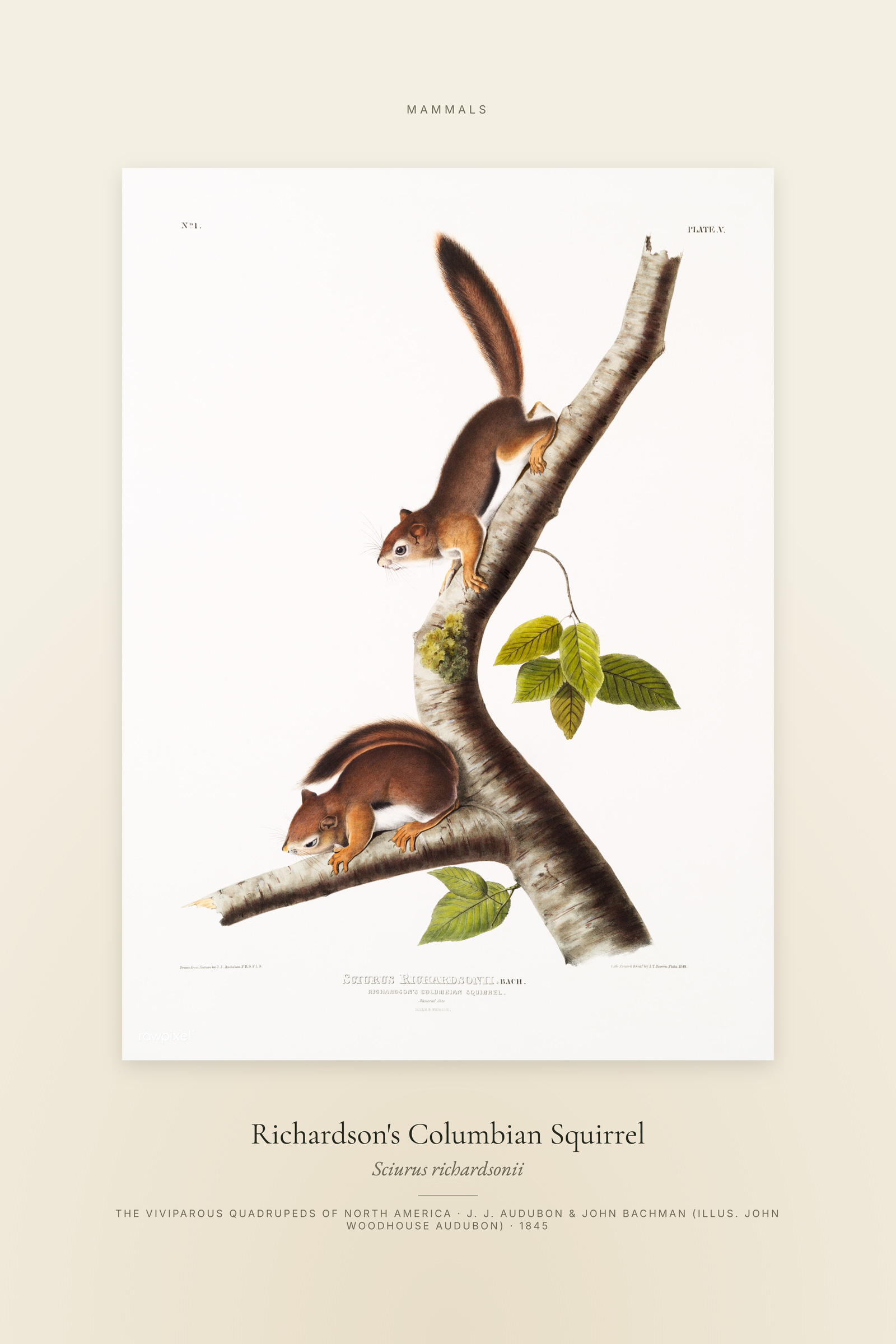 Richardson's Columbian Squirrel — Specimen