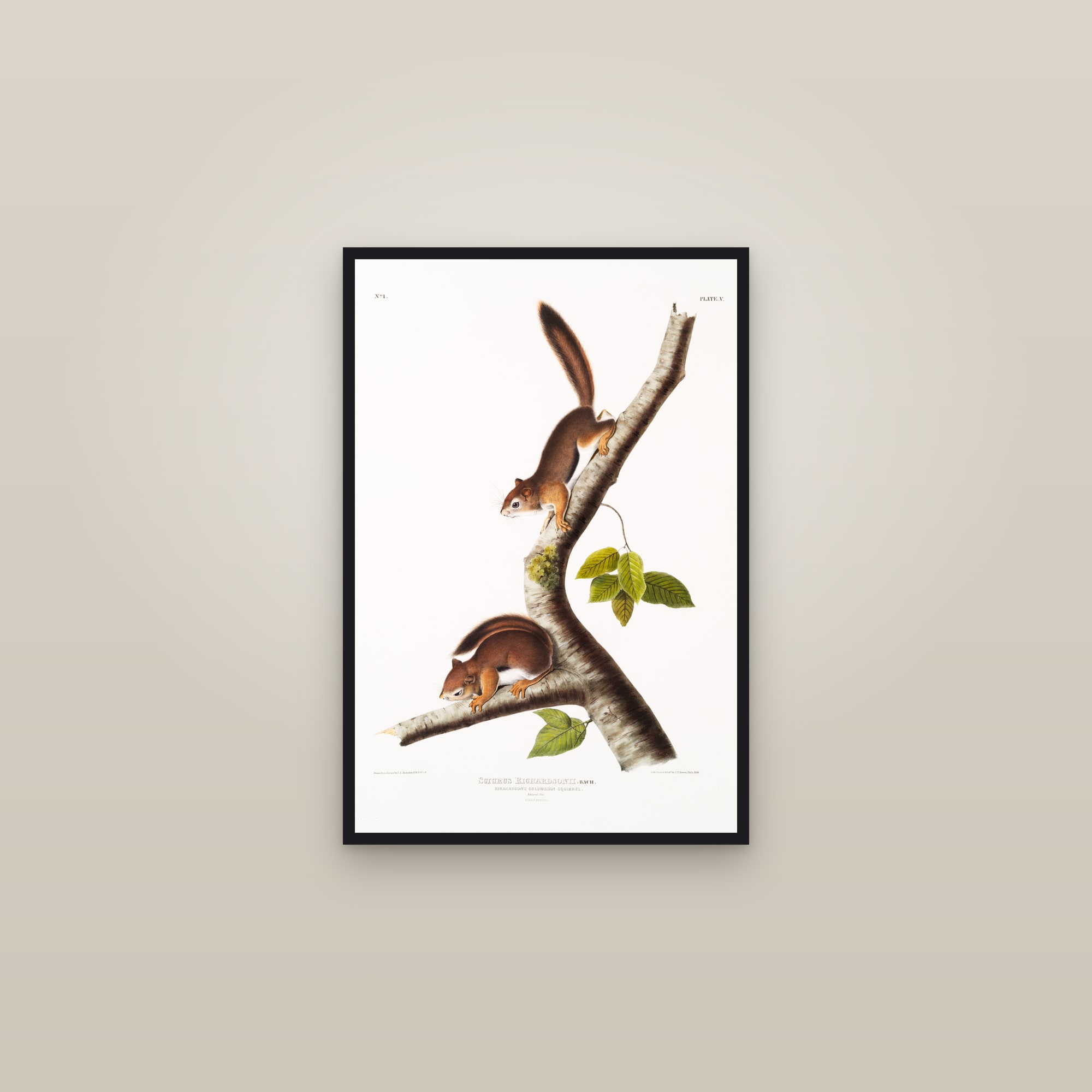 Richardson's Columbian Squirrel — framed in a gallery setting