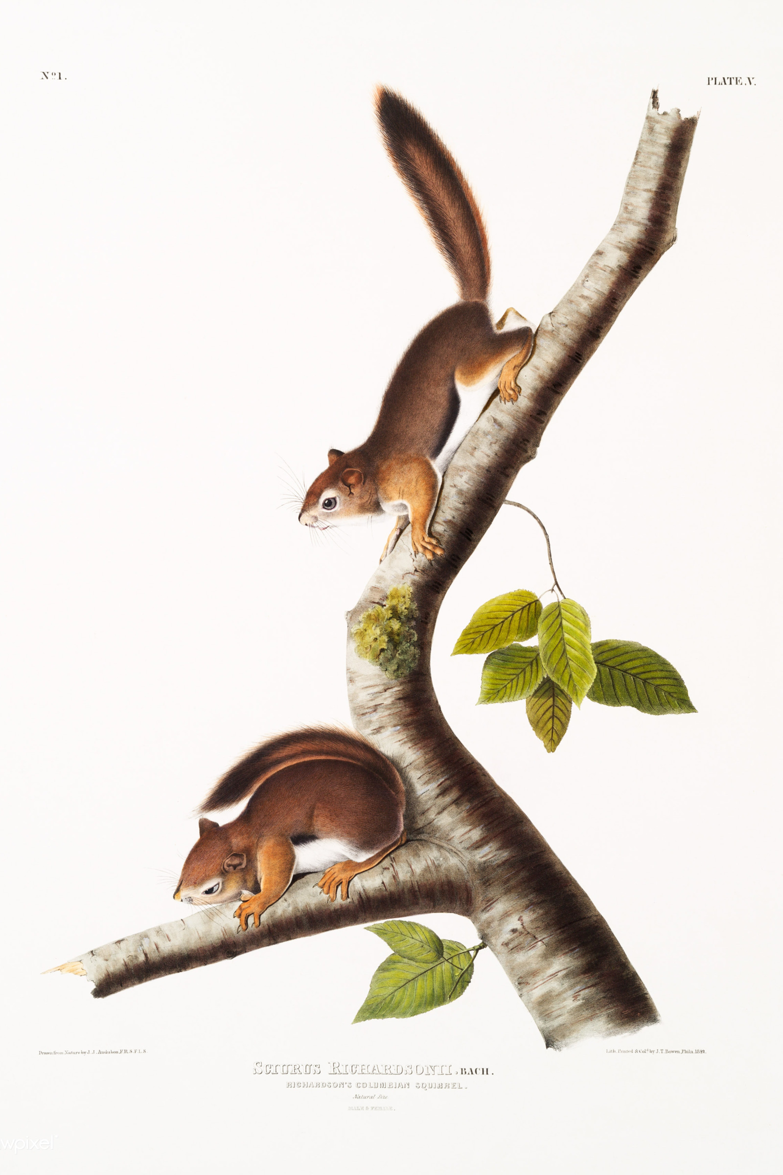 Richardson's Columbian Squirrel