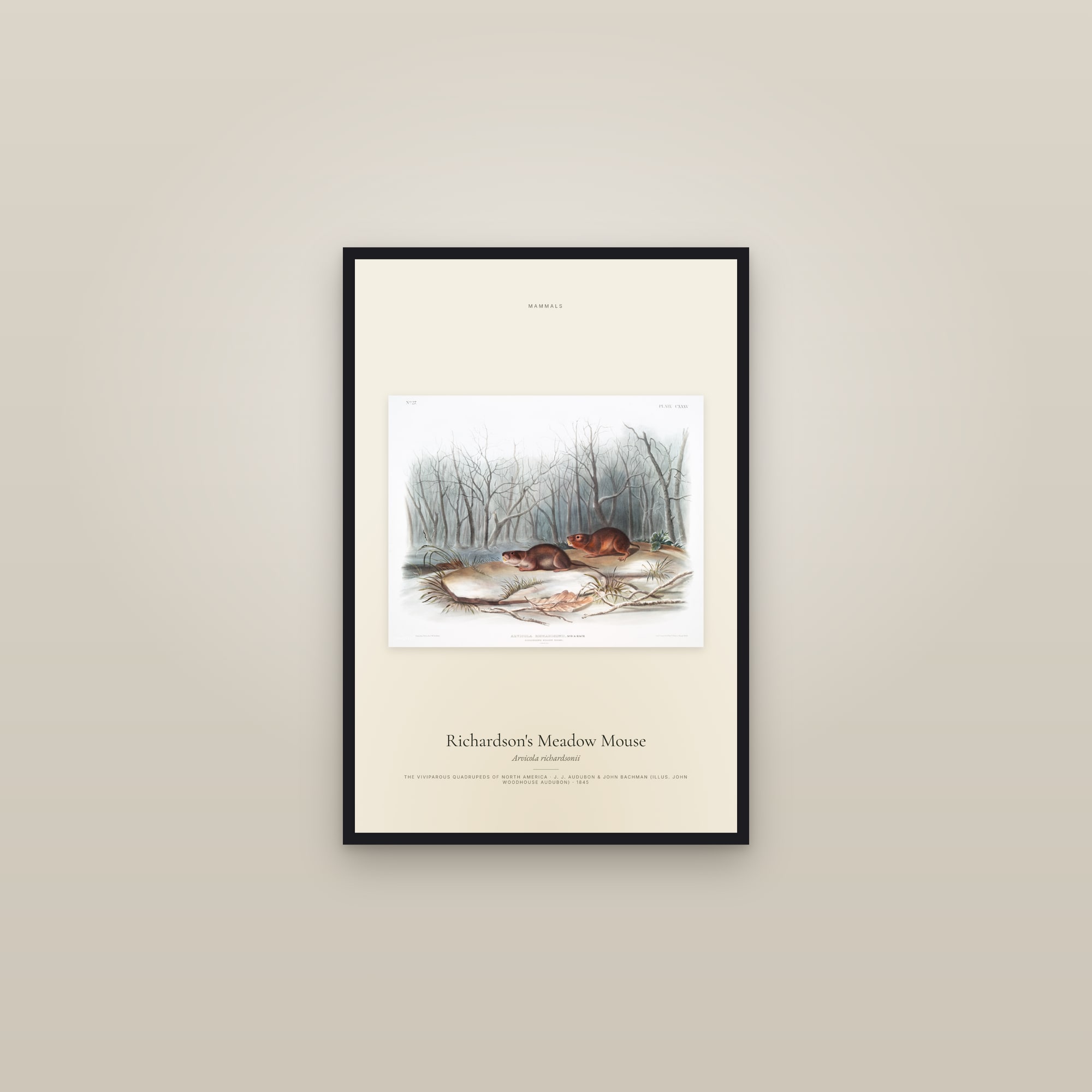 Richardson's Meadow Mouse — framed in a gallery setting