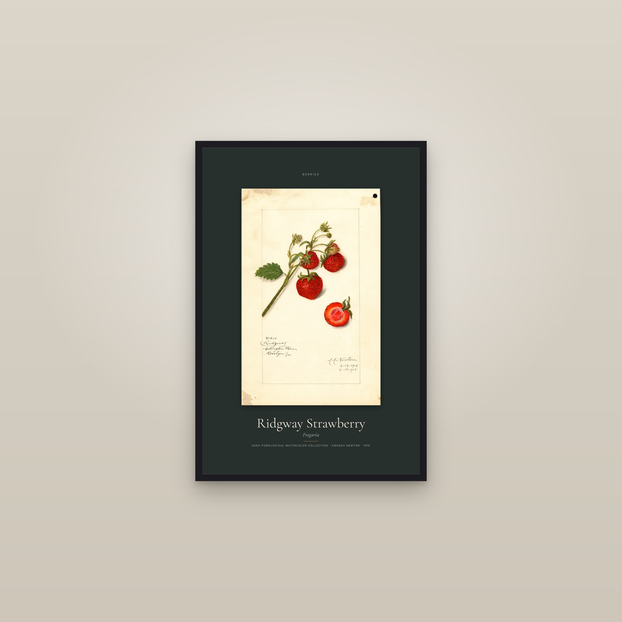 Ridgway Strawberry — Specimen — framed in a gallery setting