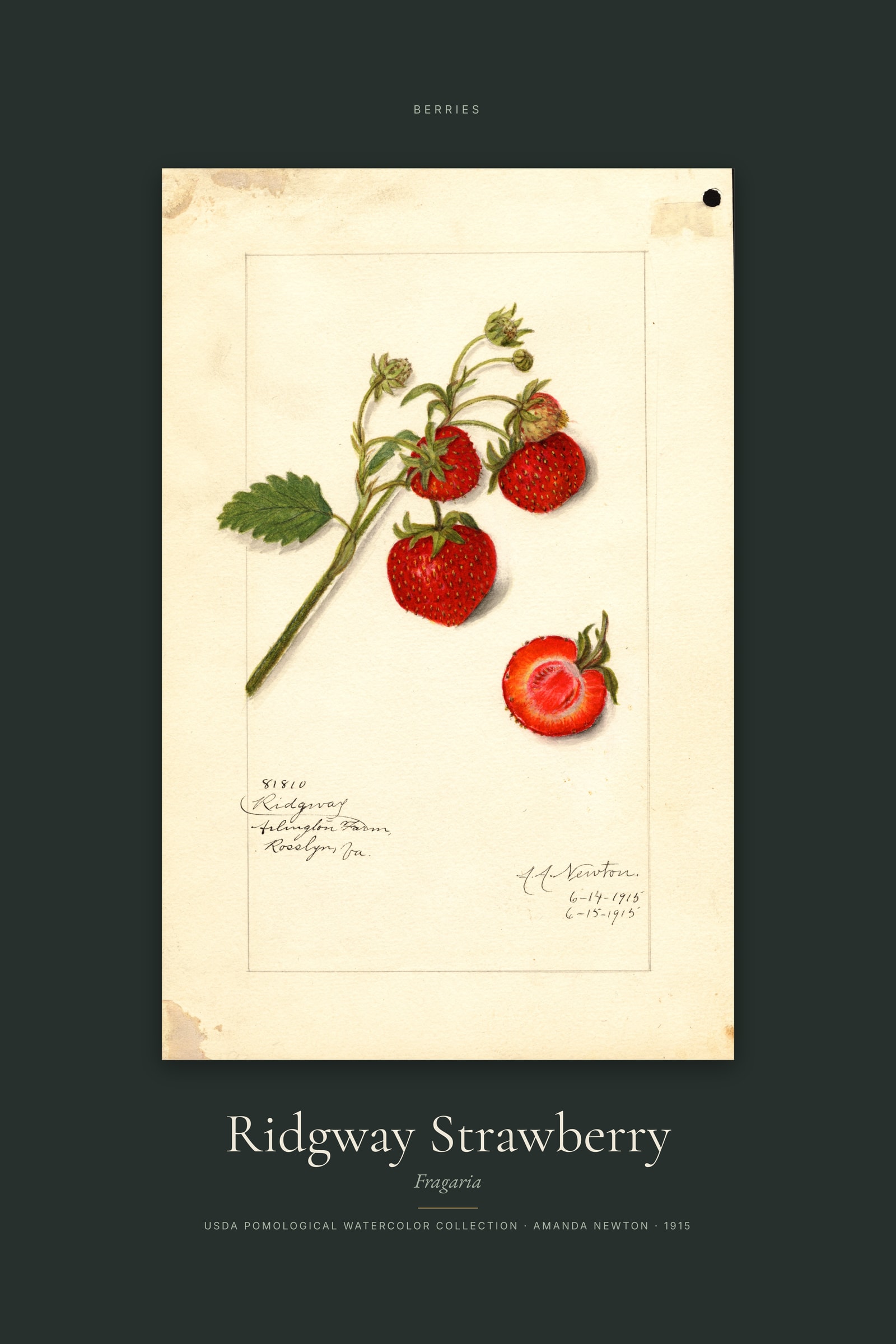 Ridgway Strawberry — Specimen