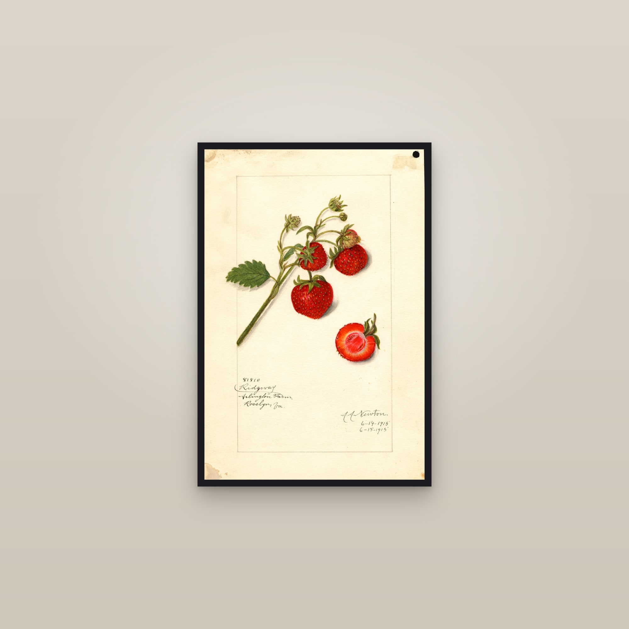 Ridgway Strawberry — framed in a gallery setting