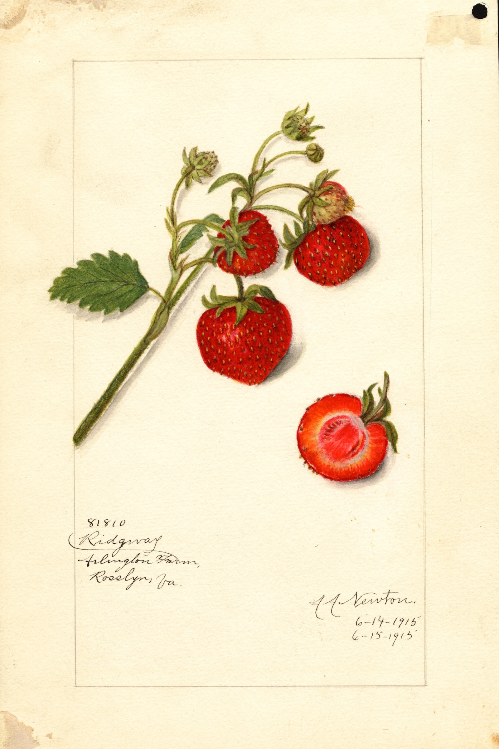 Ridgway Strawberry
