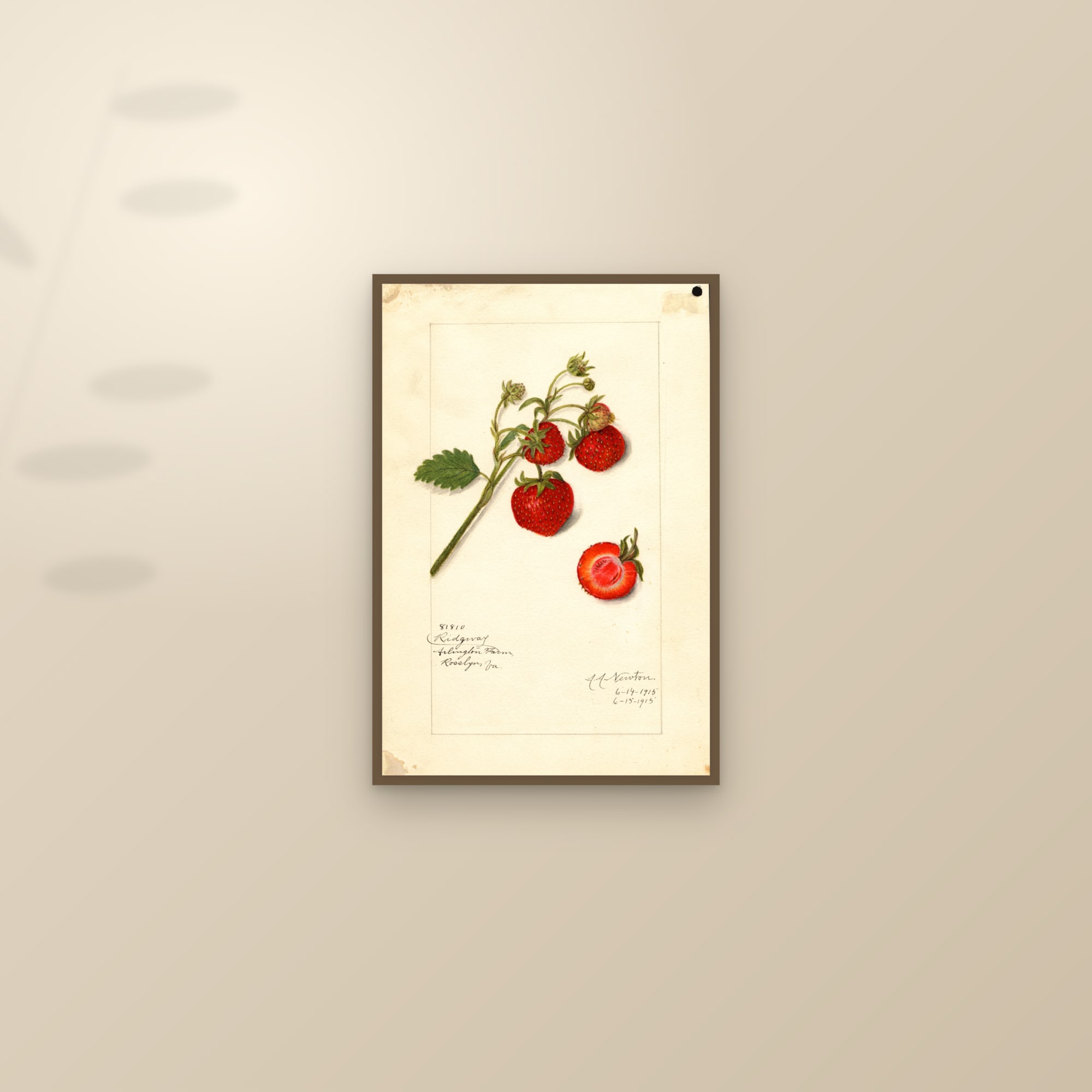 Ridgway Strawberry — framed and styled on a sunlit wall