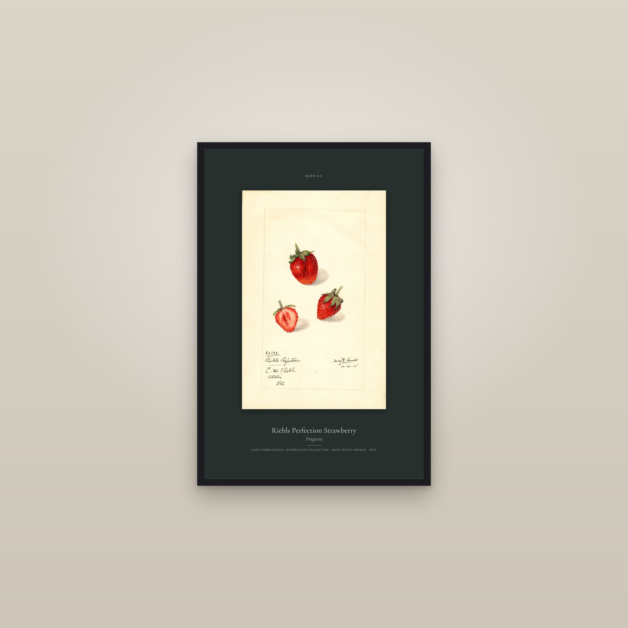 Riehls Perfection Strawberry — Specimen — framed in a gallery setting