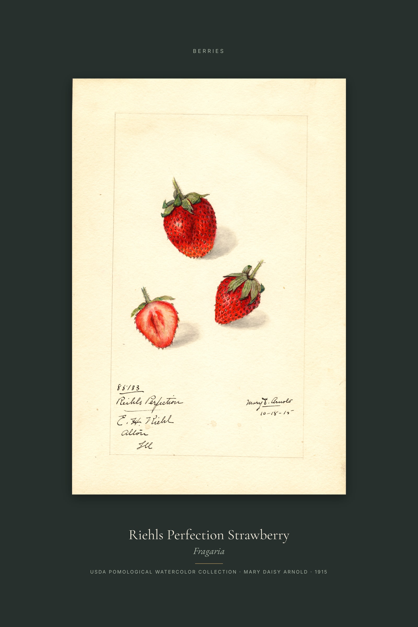 Riehls Perfection Strawberry — Specimen