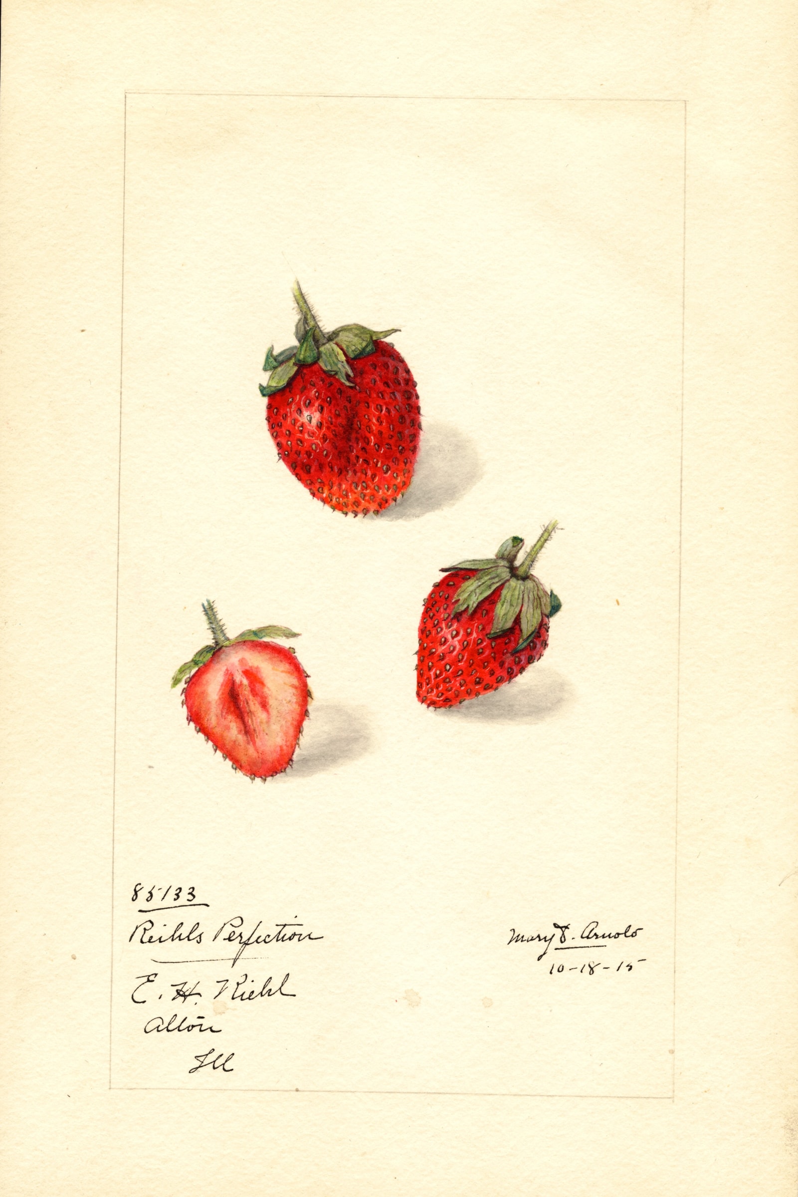 Riehls Perfection Strawberry