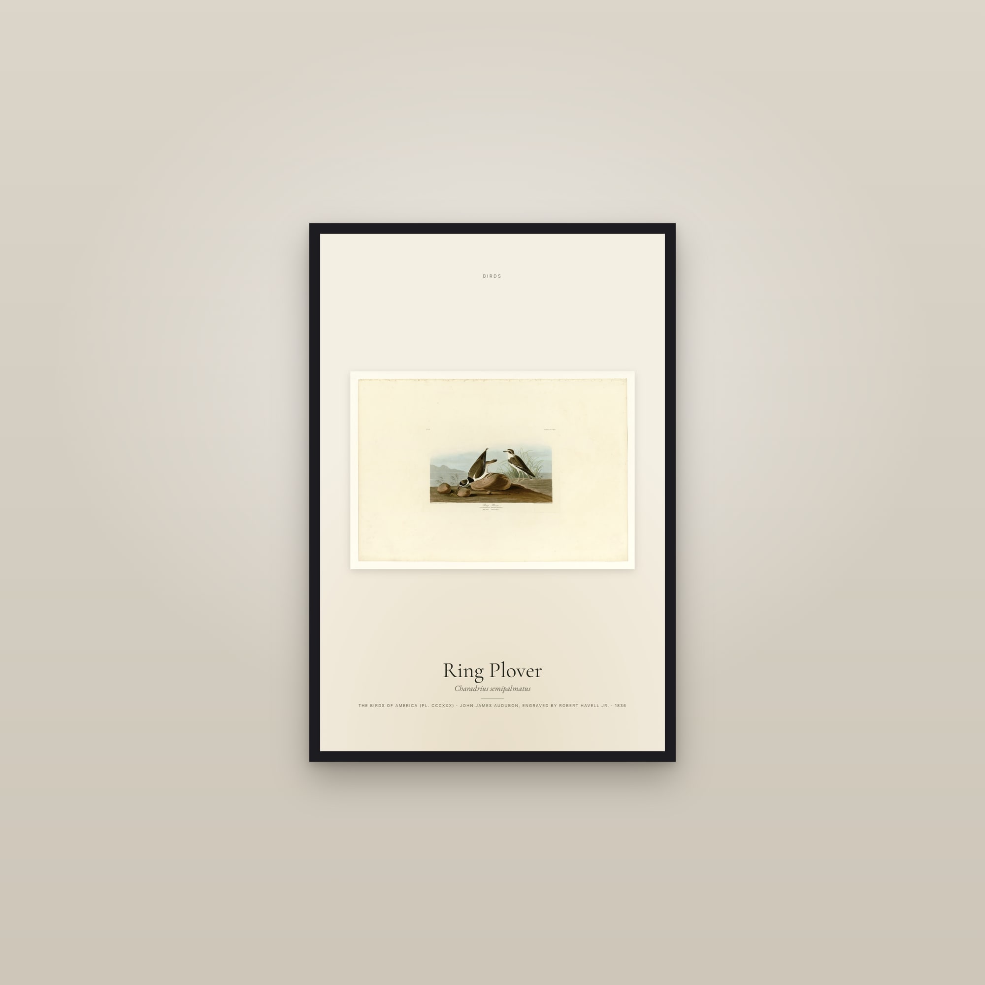 Ring Plover — framed in a gallery setting