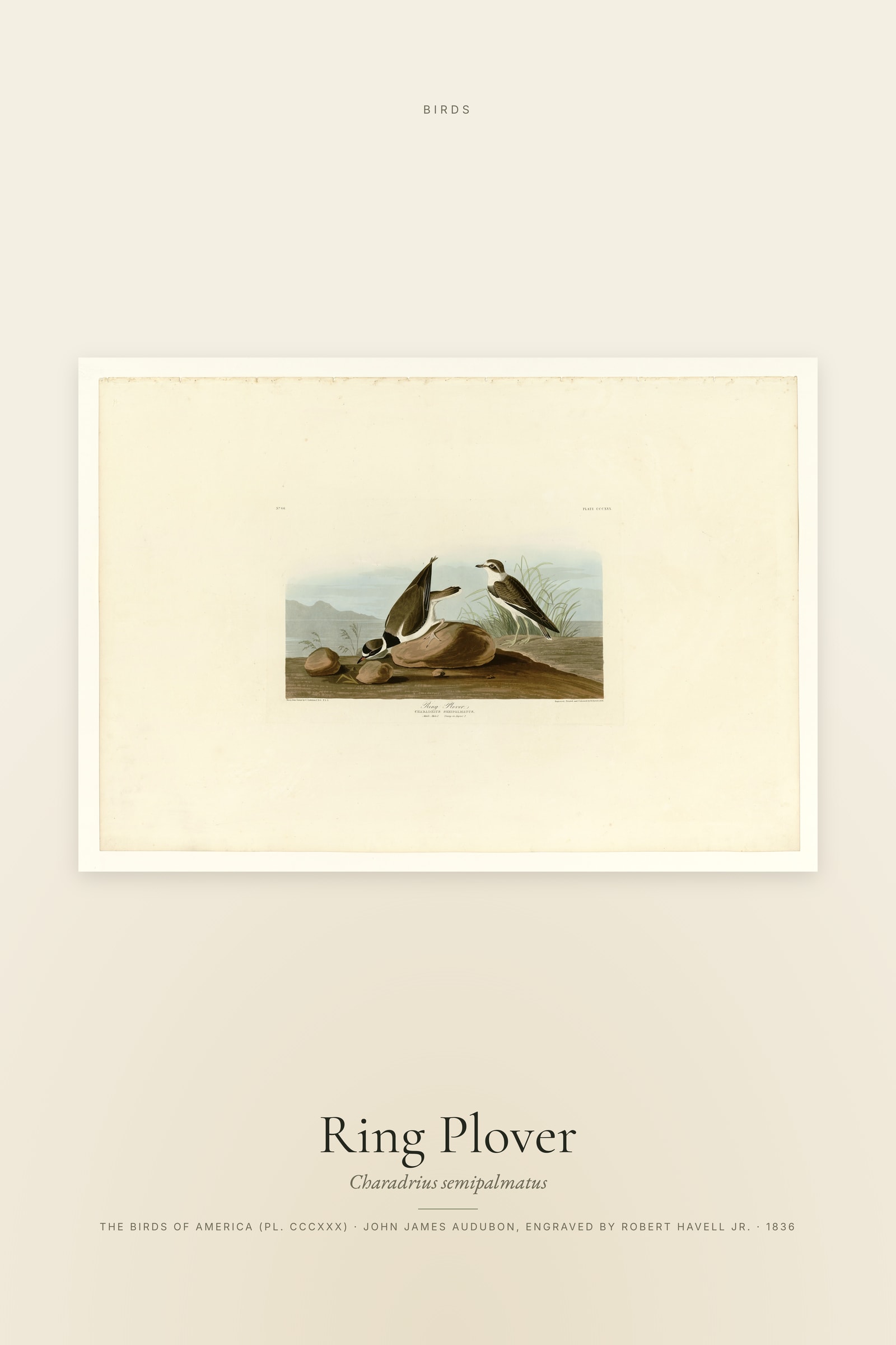 Ring Plover