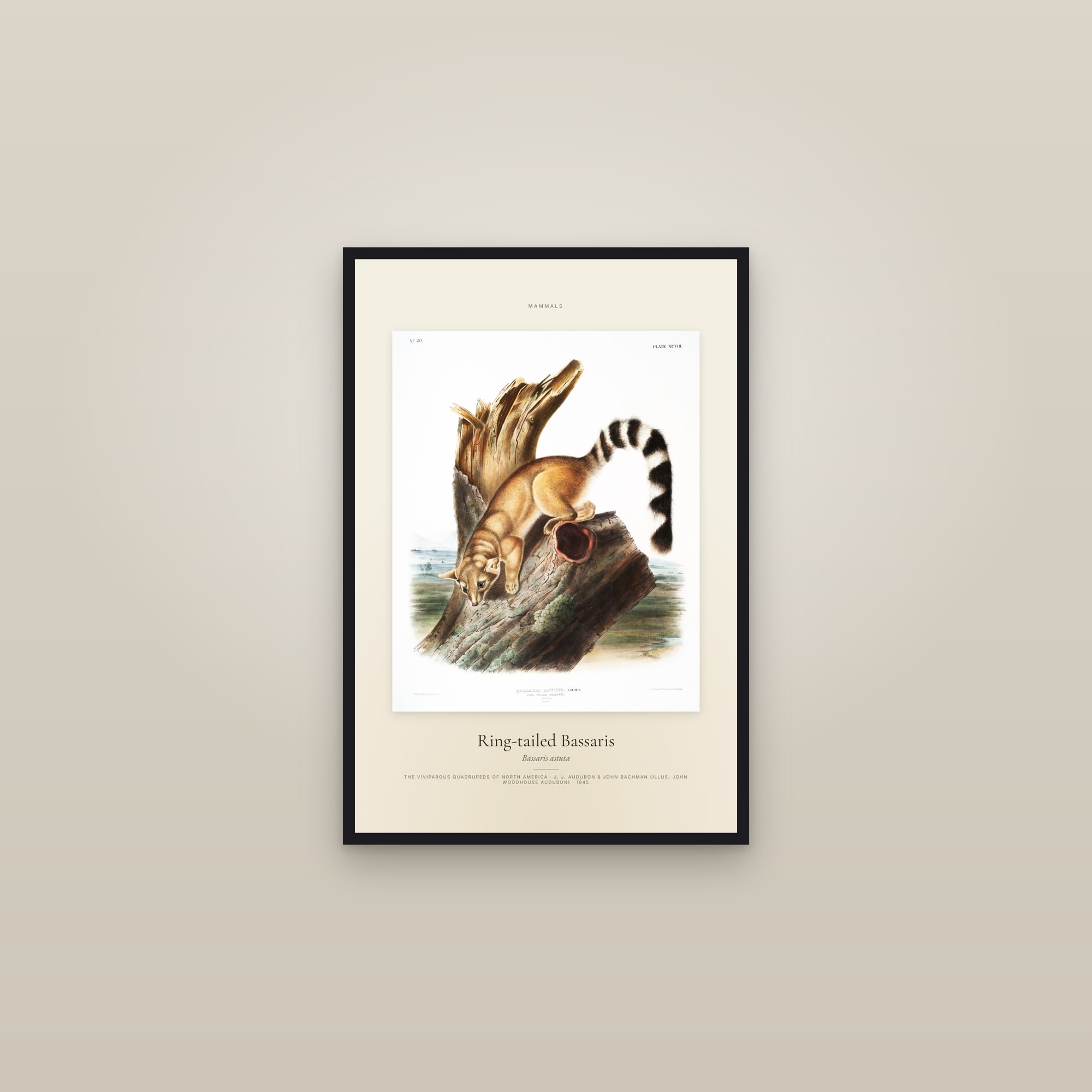 Ring-tailed Bassaris — Specimen — framed in a gallery setting