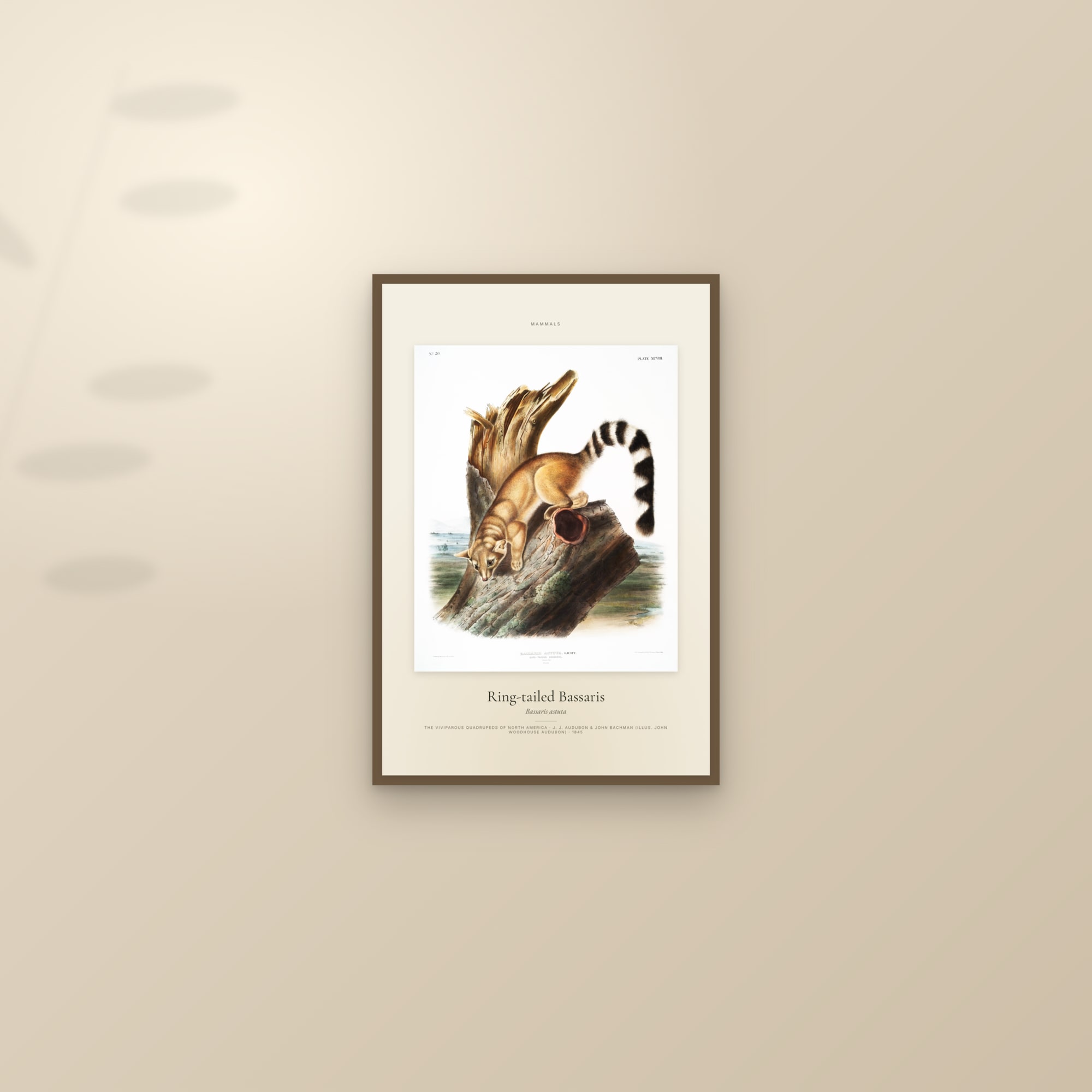 Ring-tailed Bassaris — Specimen — framed and styled on a sunlit wall