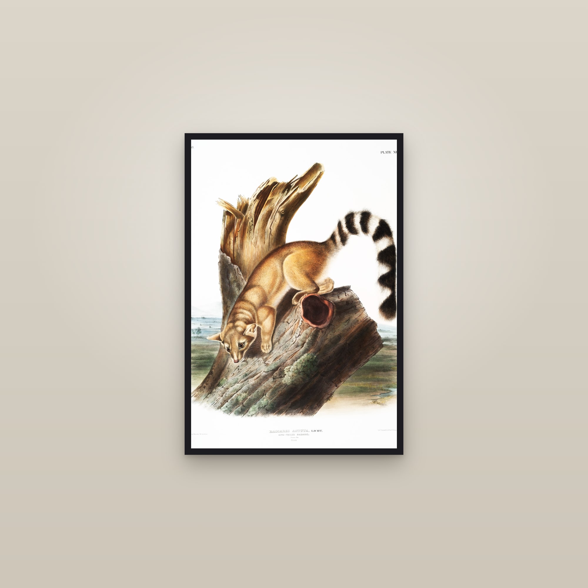 Ring-tailed Bassaris — framed in a gallery setting