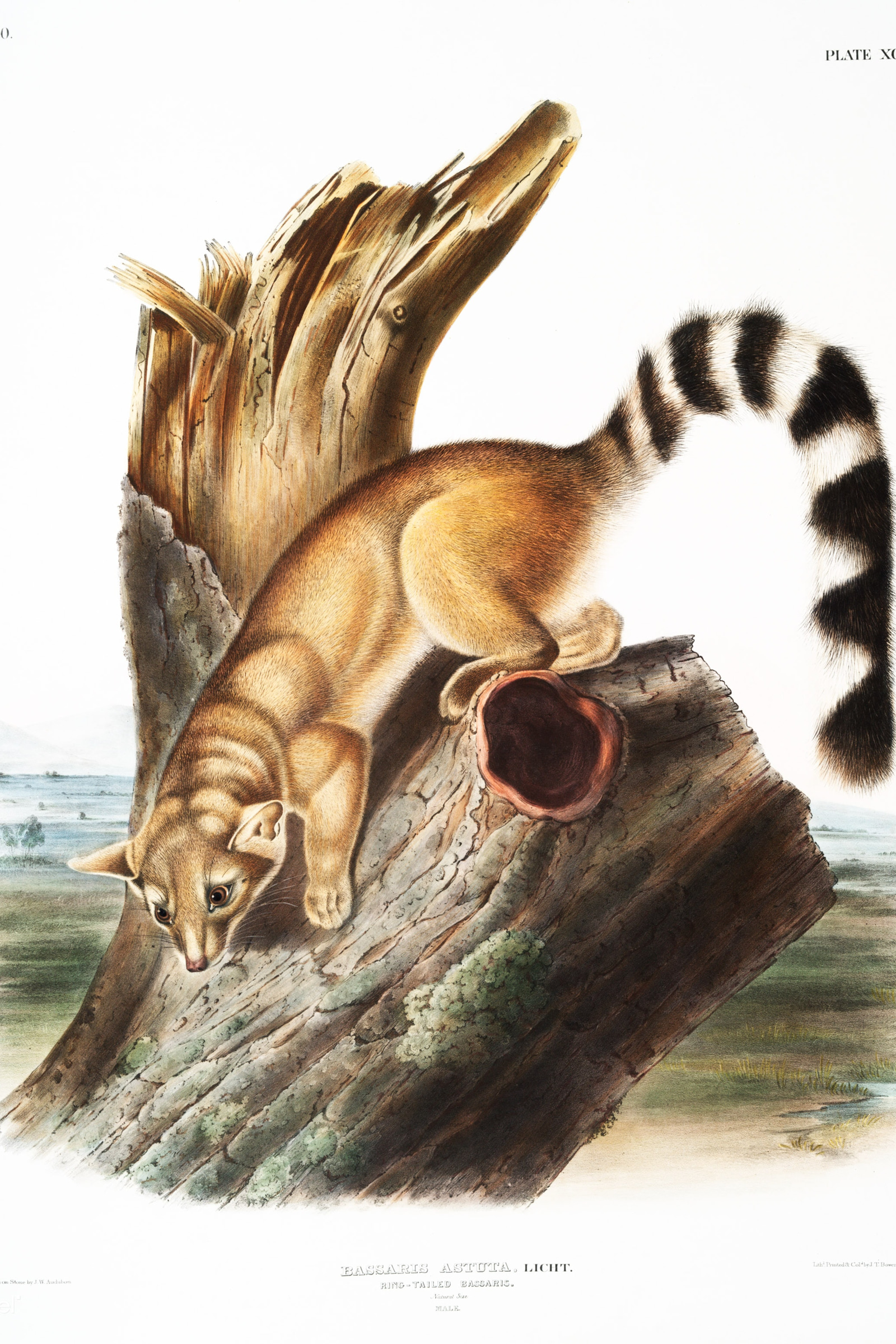 Ring-tailed Bassaris