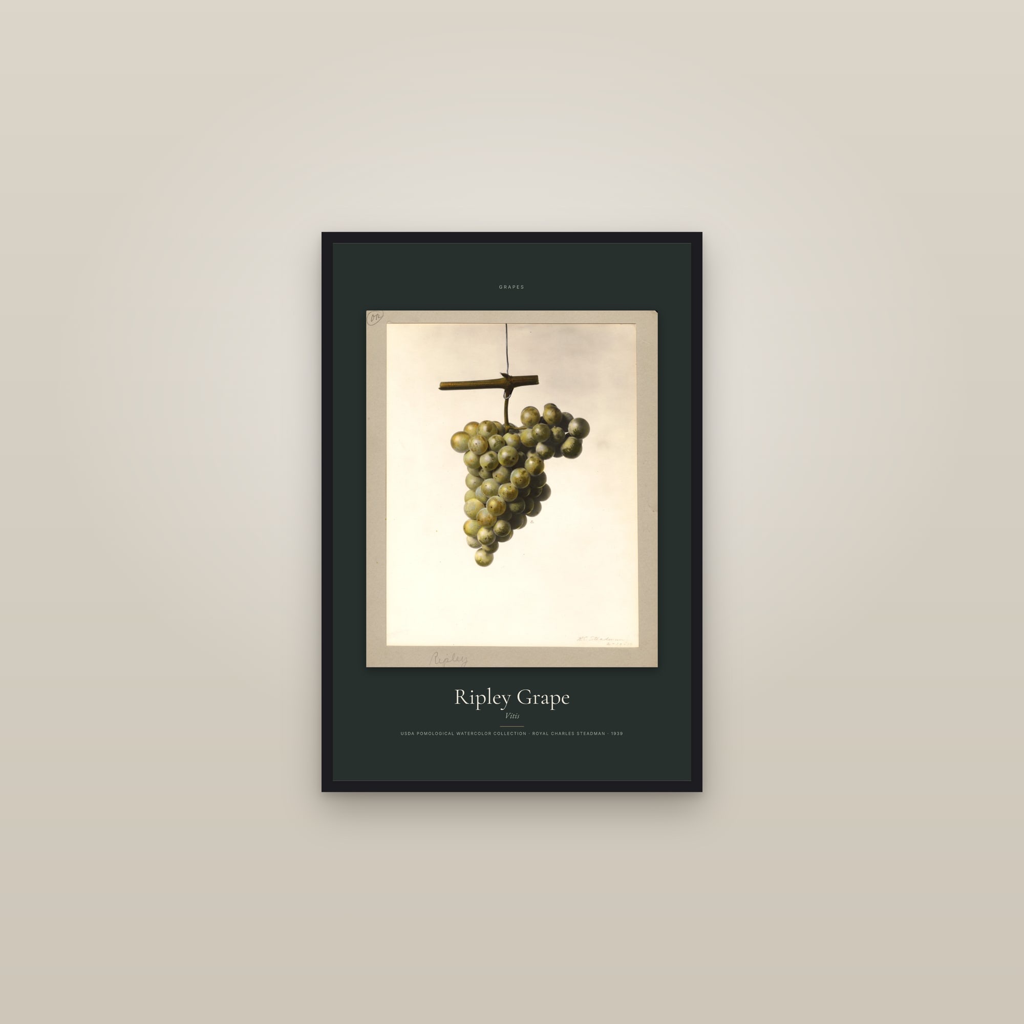 Ripley Grape — Specimen — framed in a gallery setting