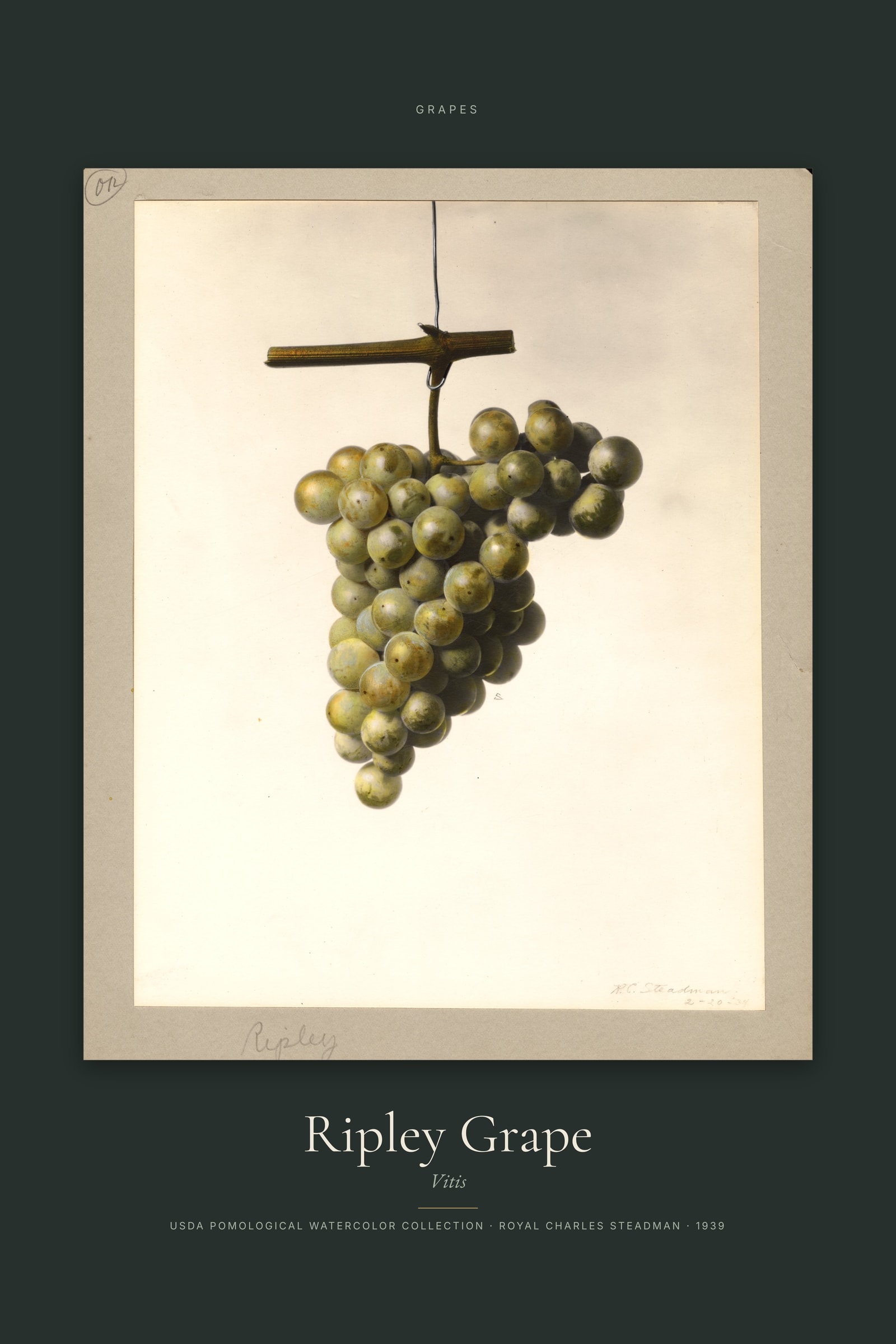 Ripley Grape — Specimen