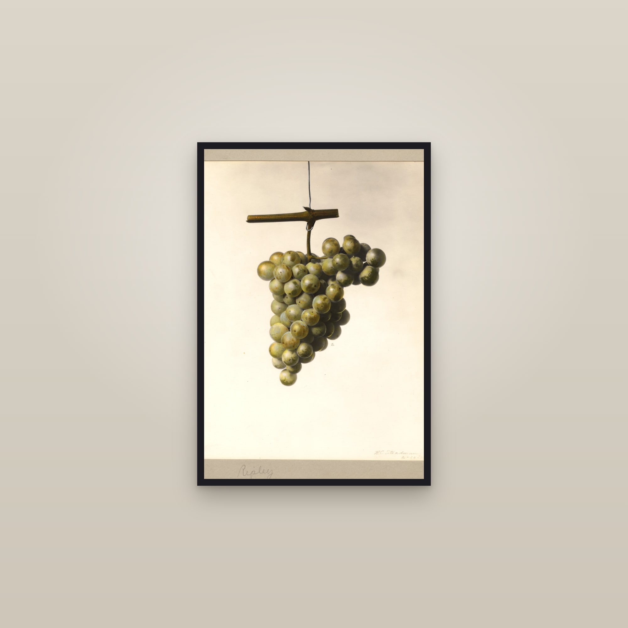 Ripley Grape — framed in a gallery setting