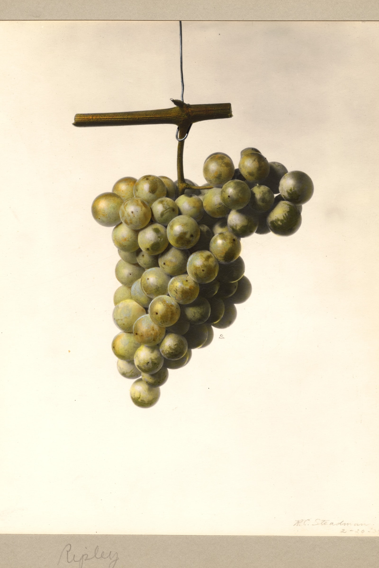 Ripley Grape