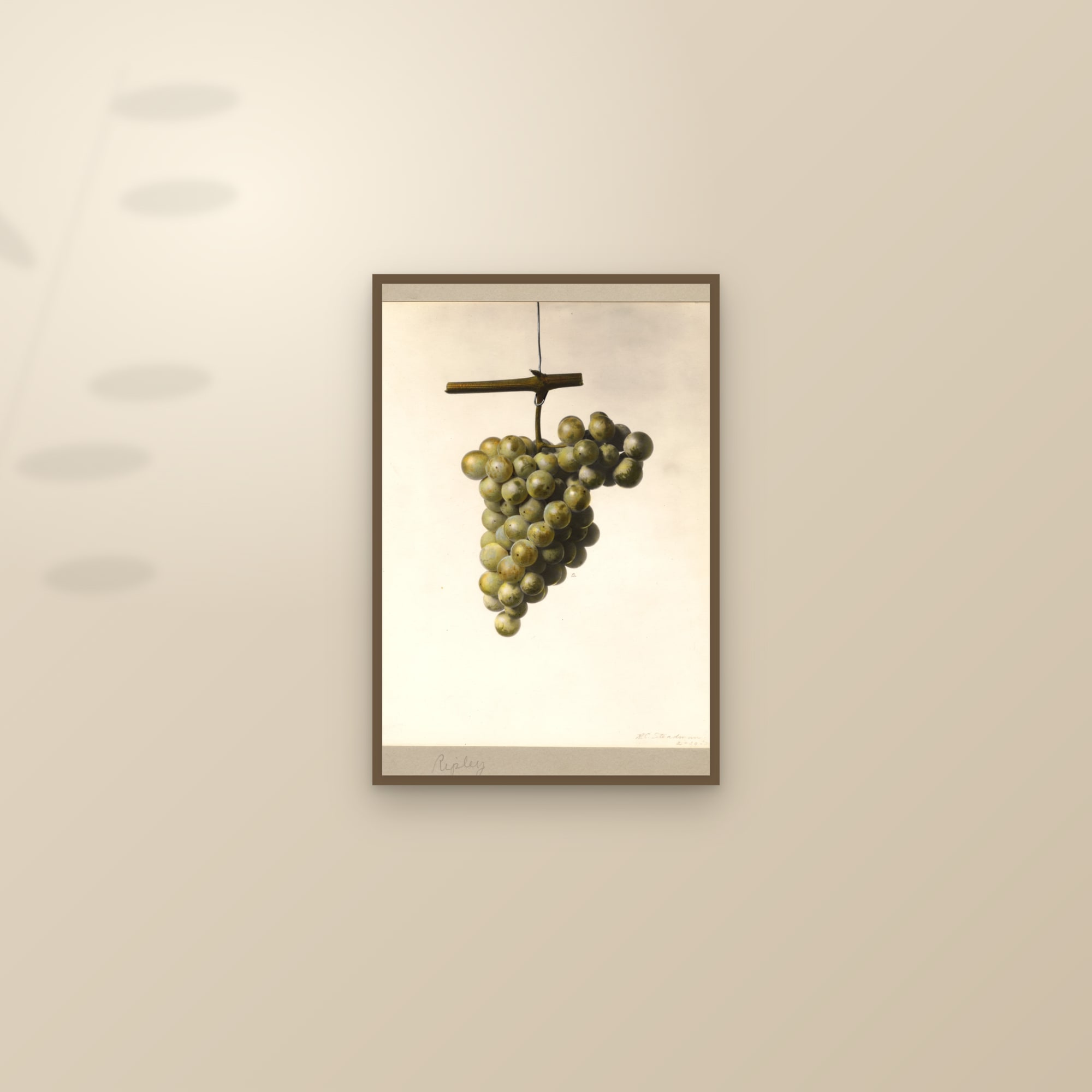Ripley Grape — framed and styled on a sunlit wall