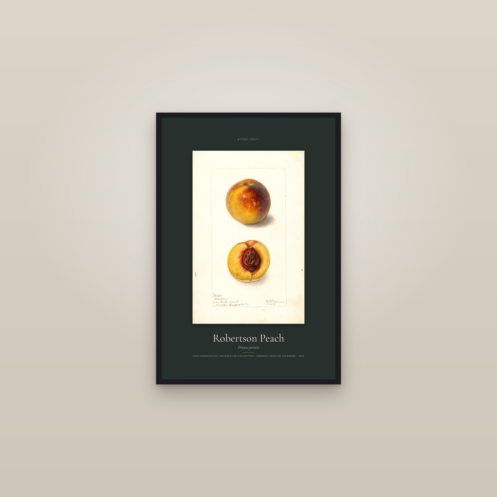 Robertson Peach — Specimen — framed in a gallery setting