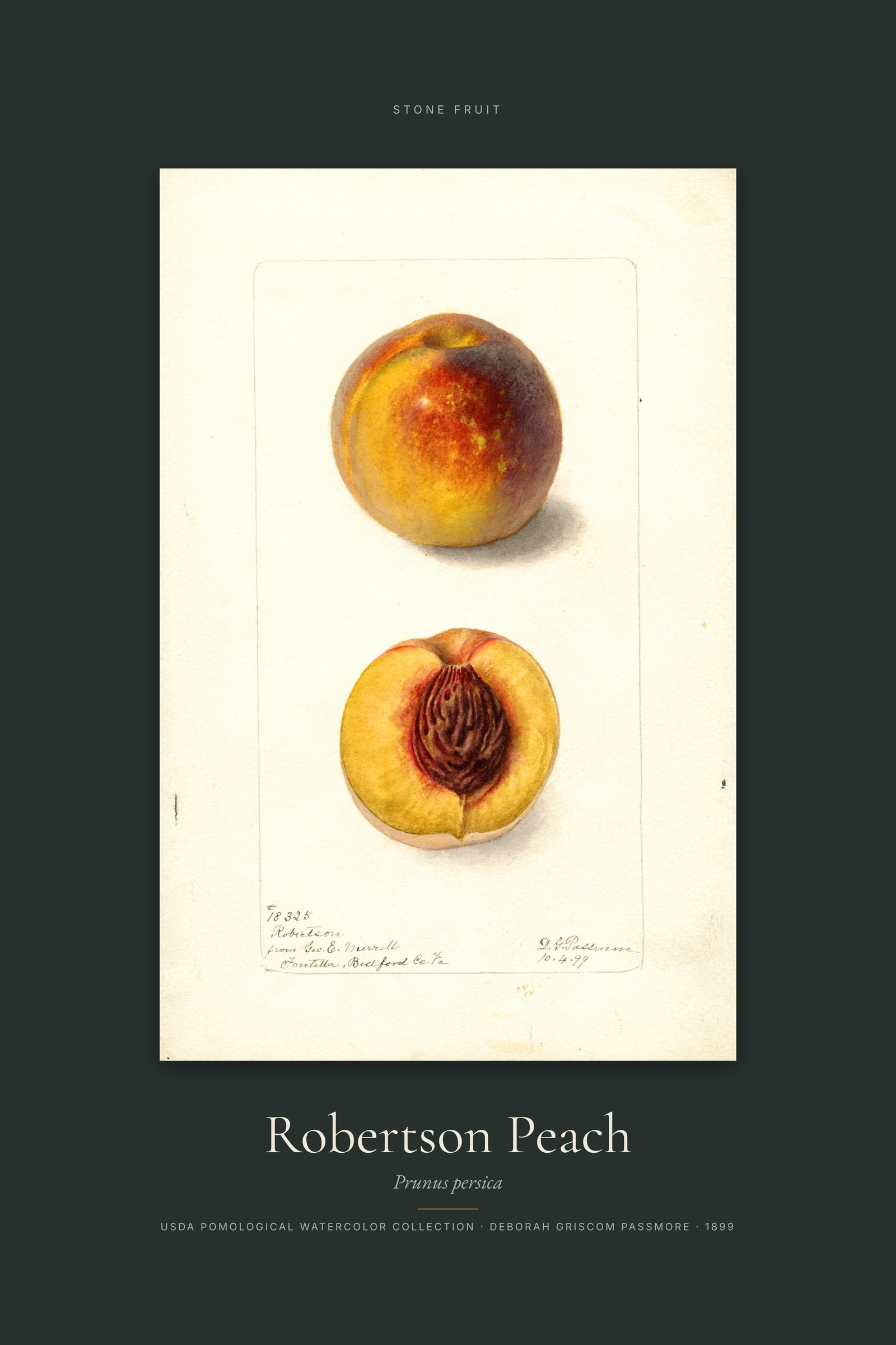 Robertson Peach — Specimen