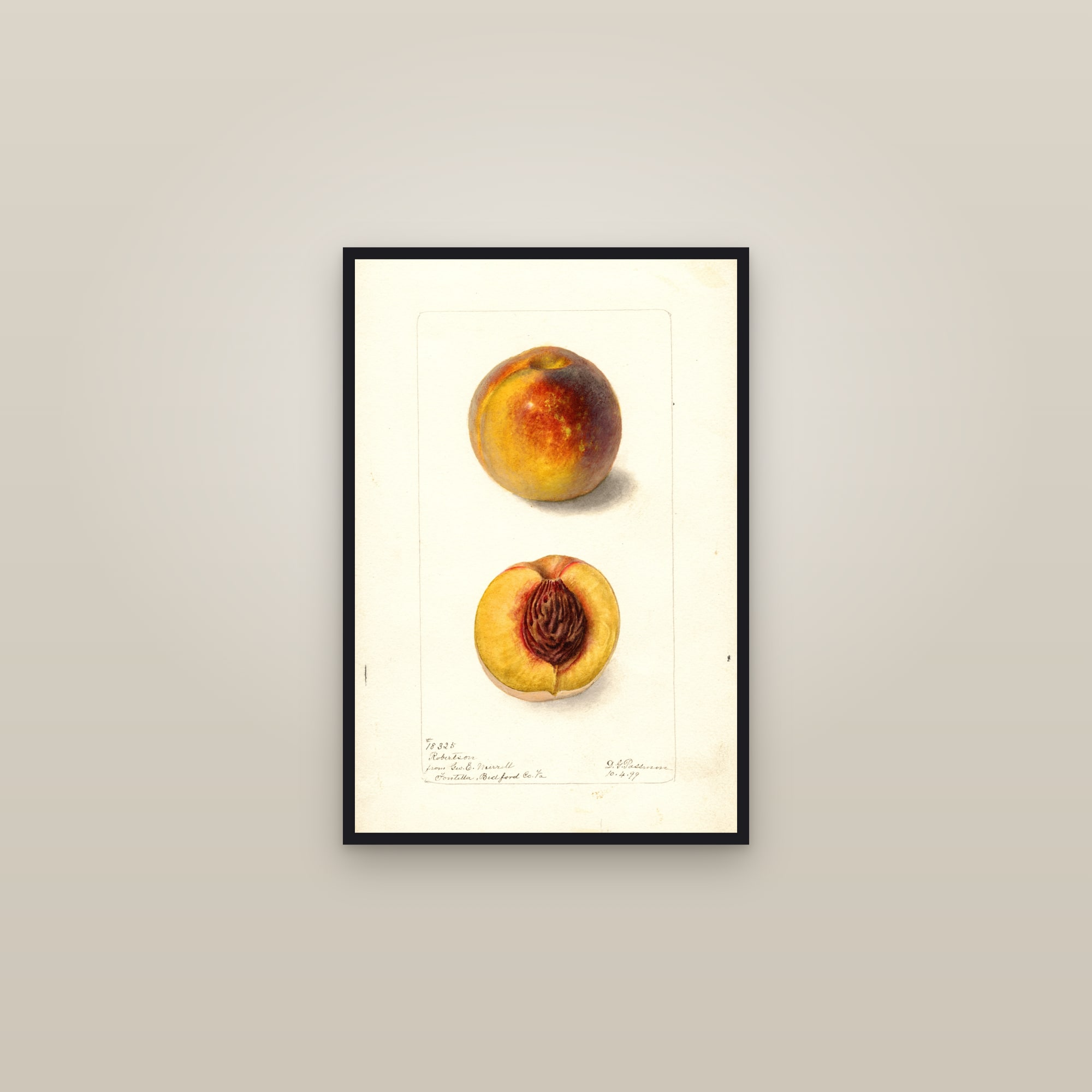 Robertson Peach — framed in a gallery setting