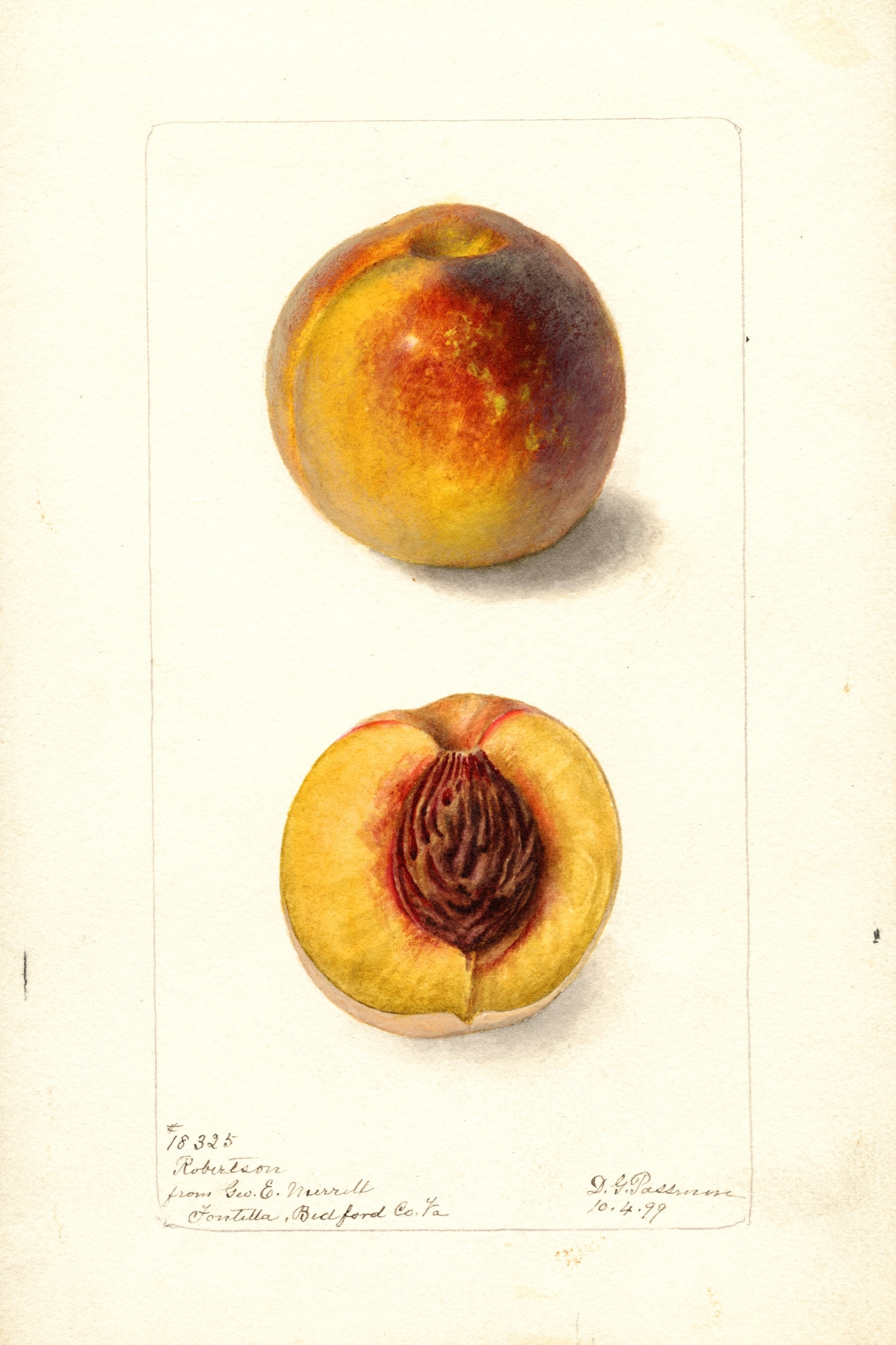 Robertson Peach