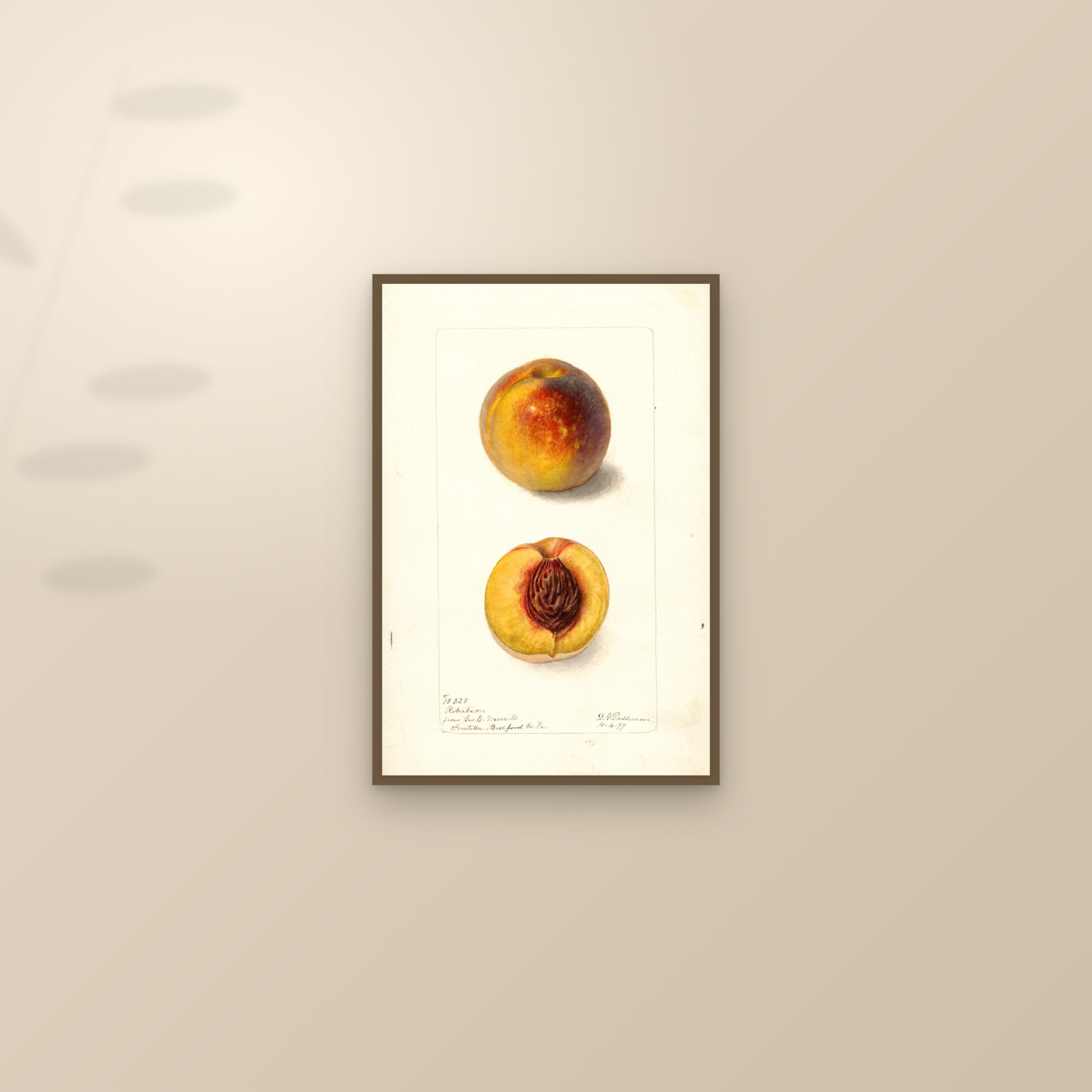 Robertson Peach — framed and styled on a sunlit wall