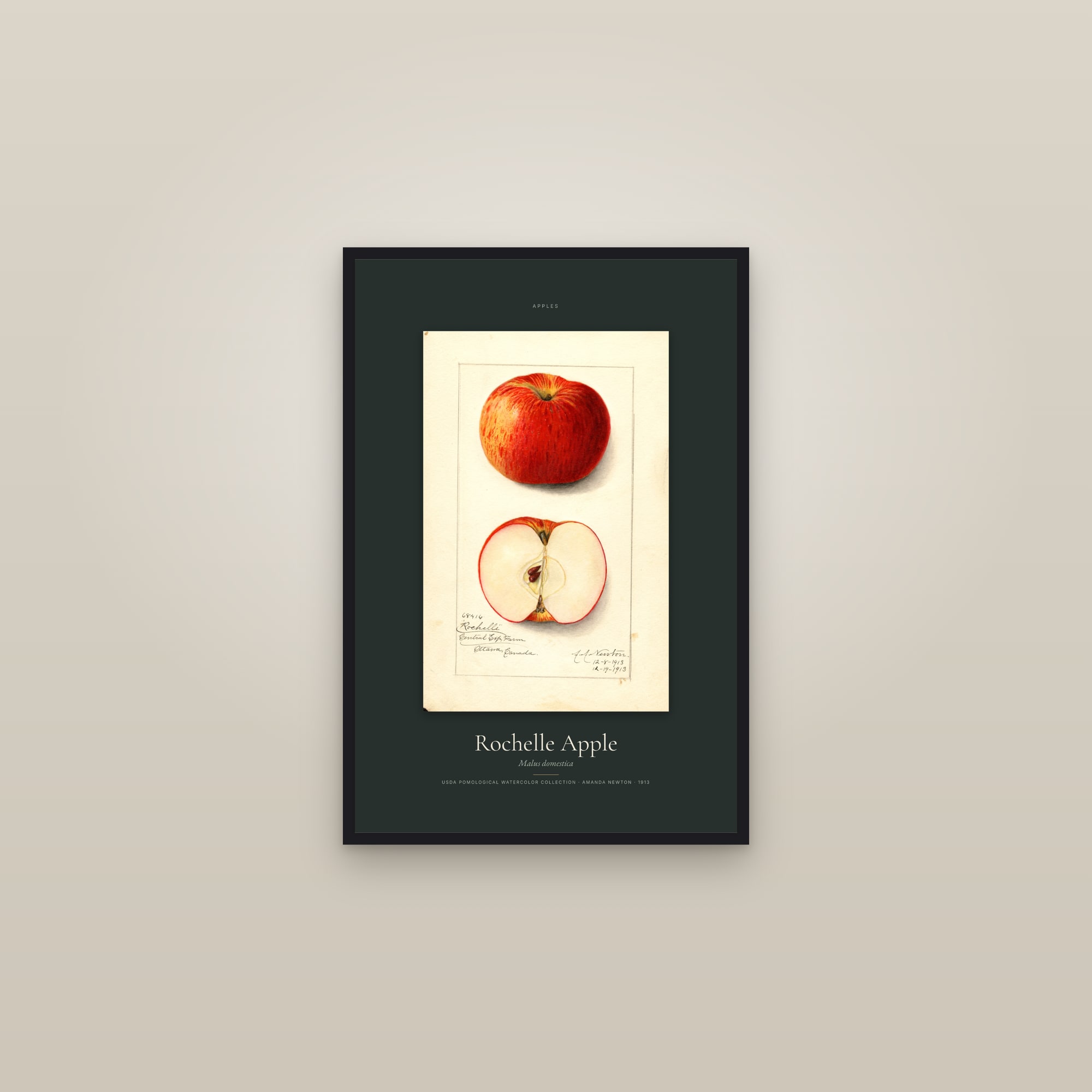 Rochelle Apple — Specimen — framed in a gallery setting