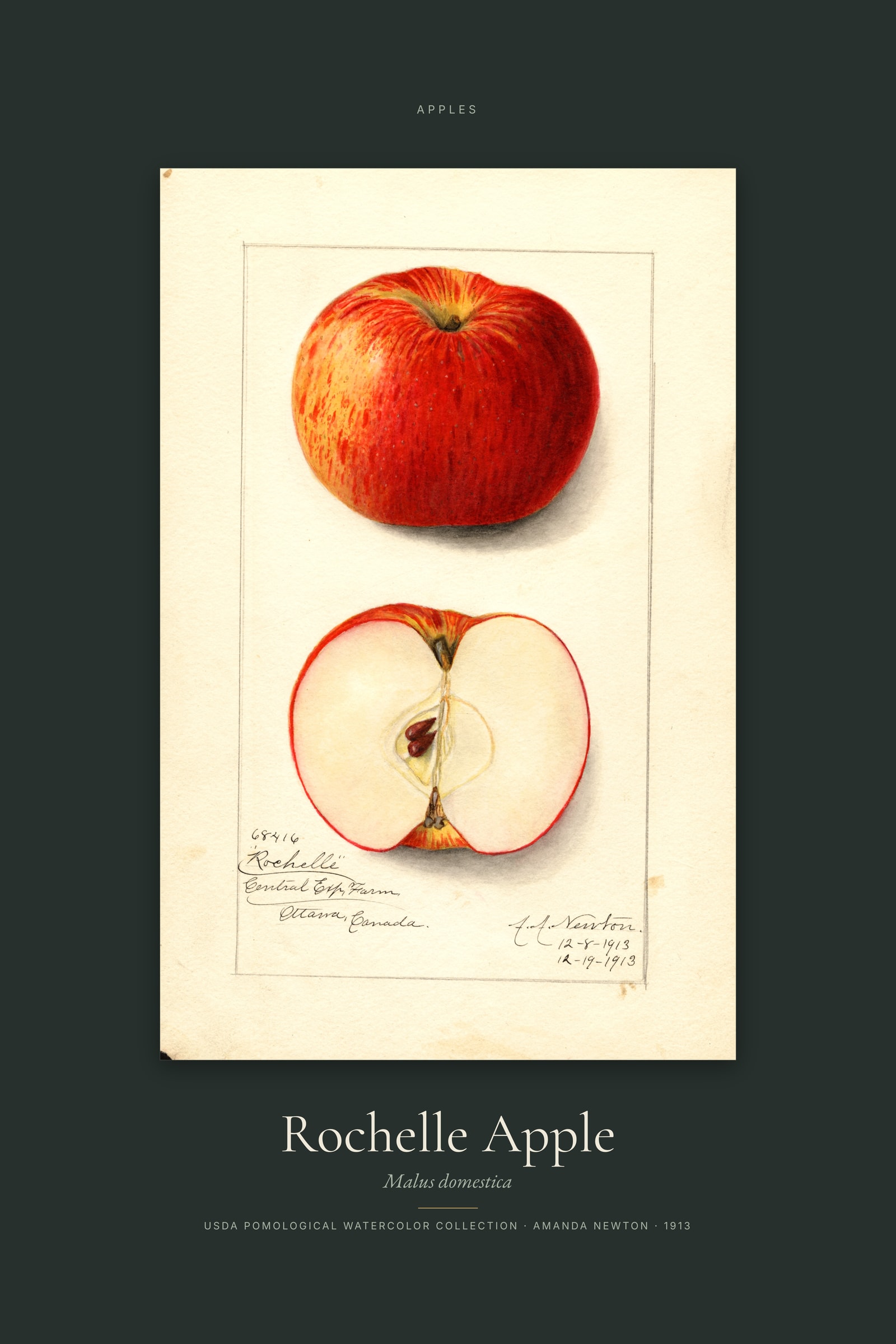 Rochelle Apple — Specimen
