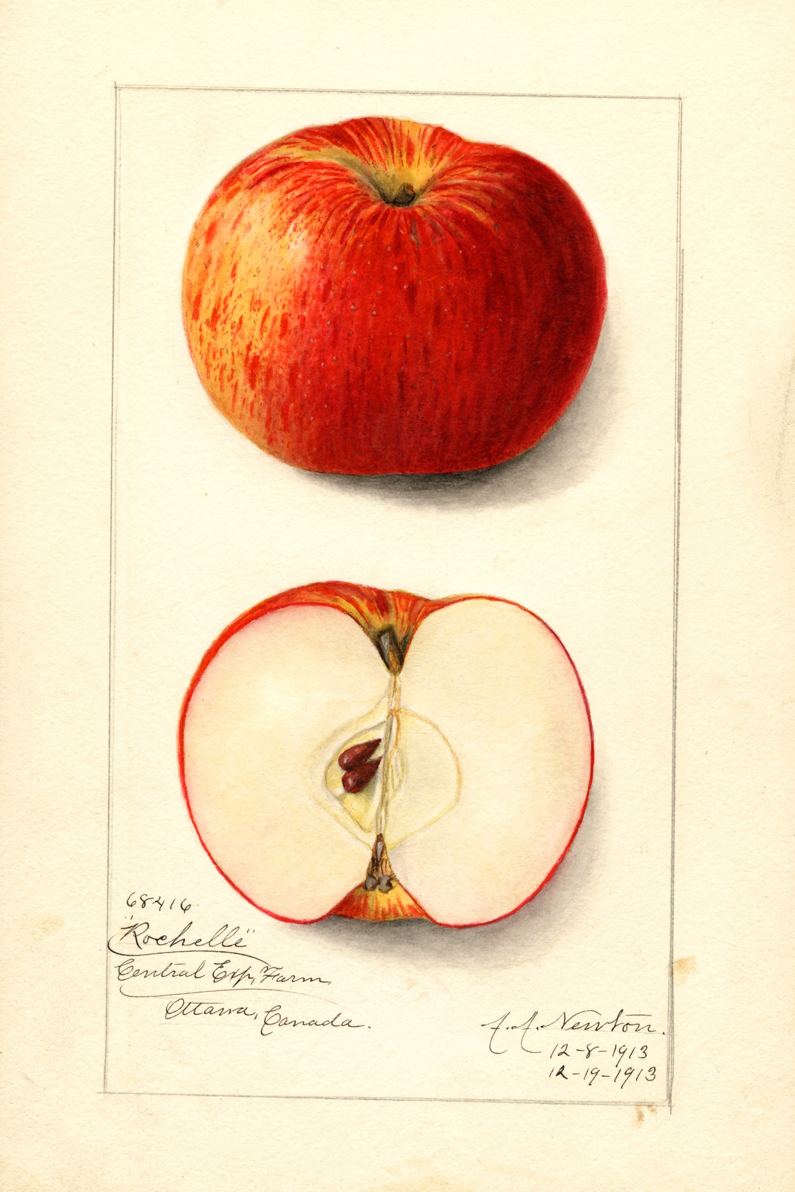 Rochelle Apple