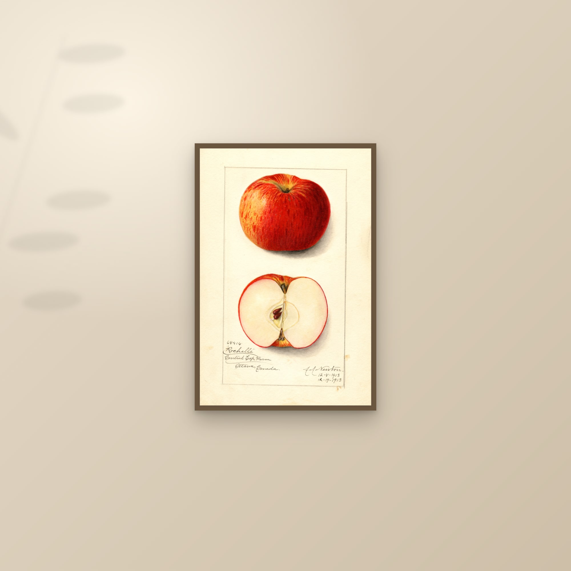 Rochelle Apple — framed and styled on a sunlit wall