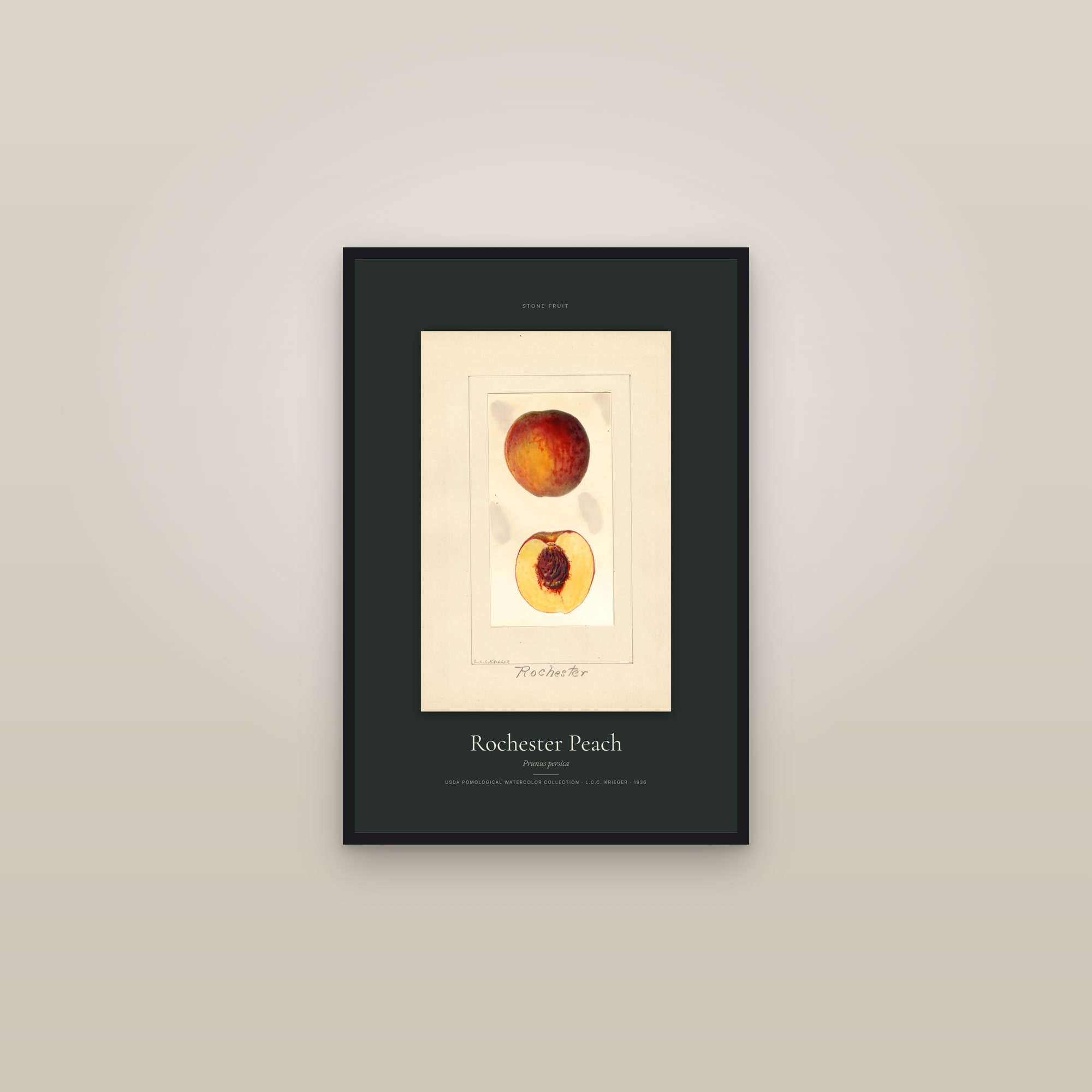 Rochester Peach — Specimen — framed in a gallery setting