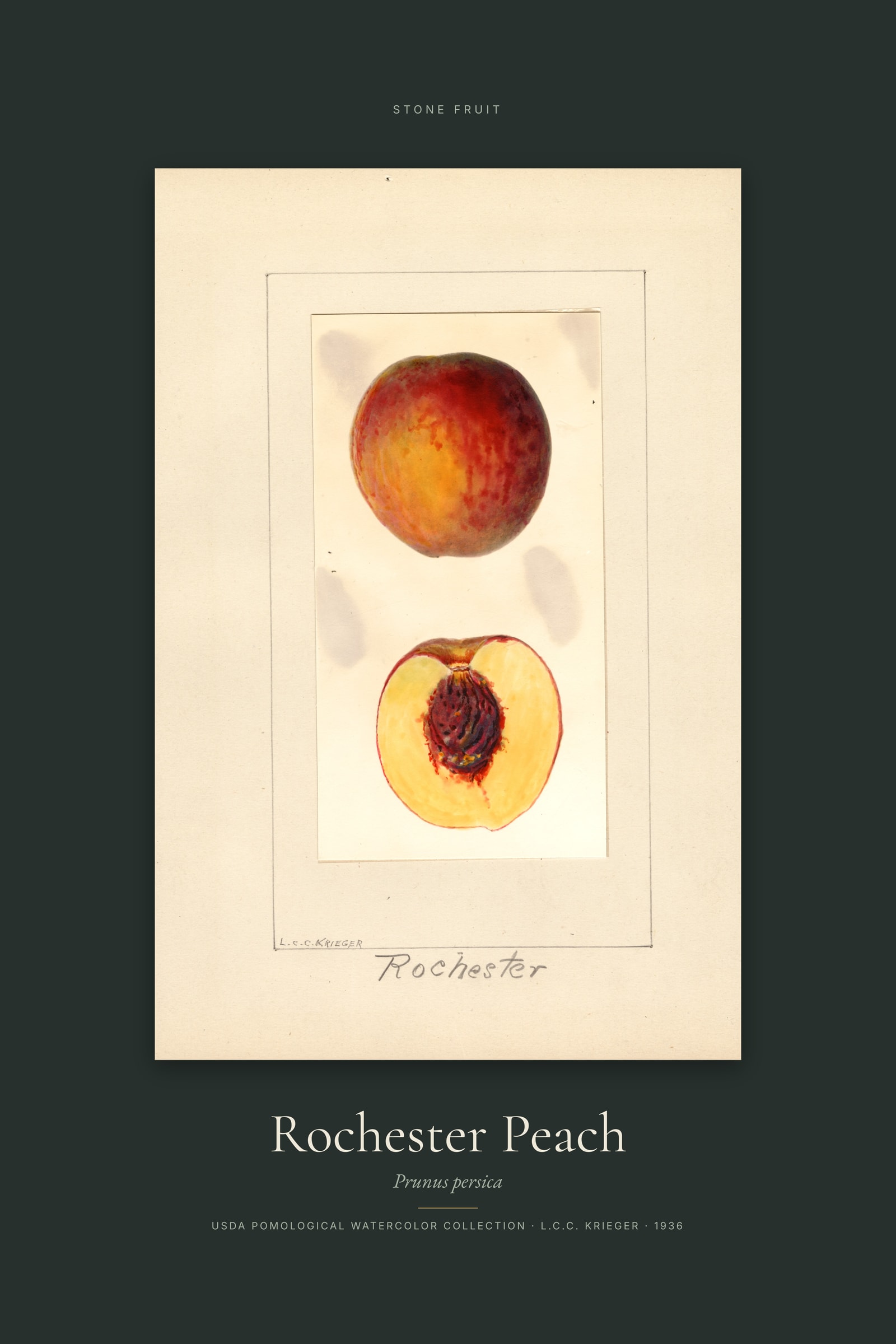 Rochester Peach — Specimen
