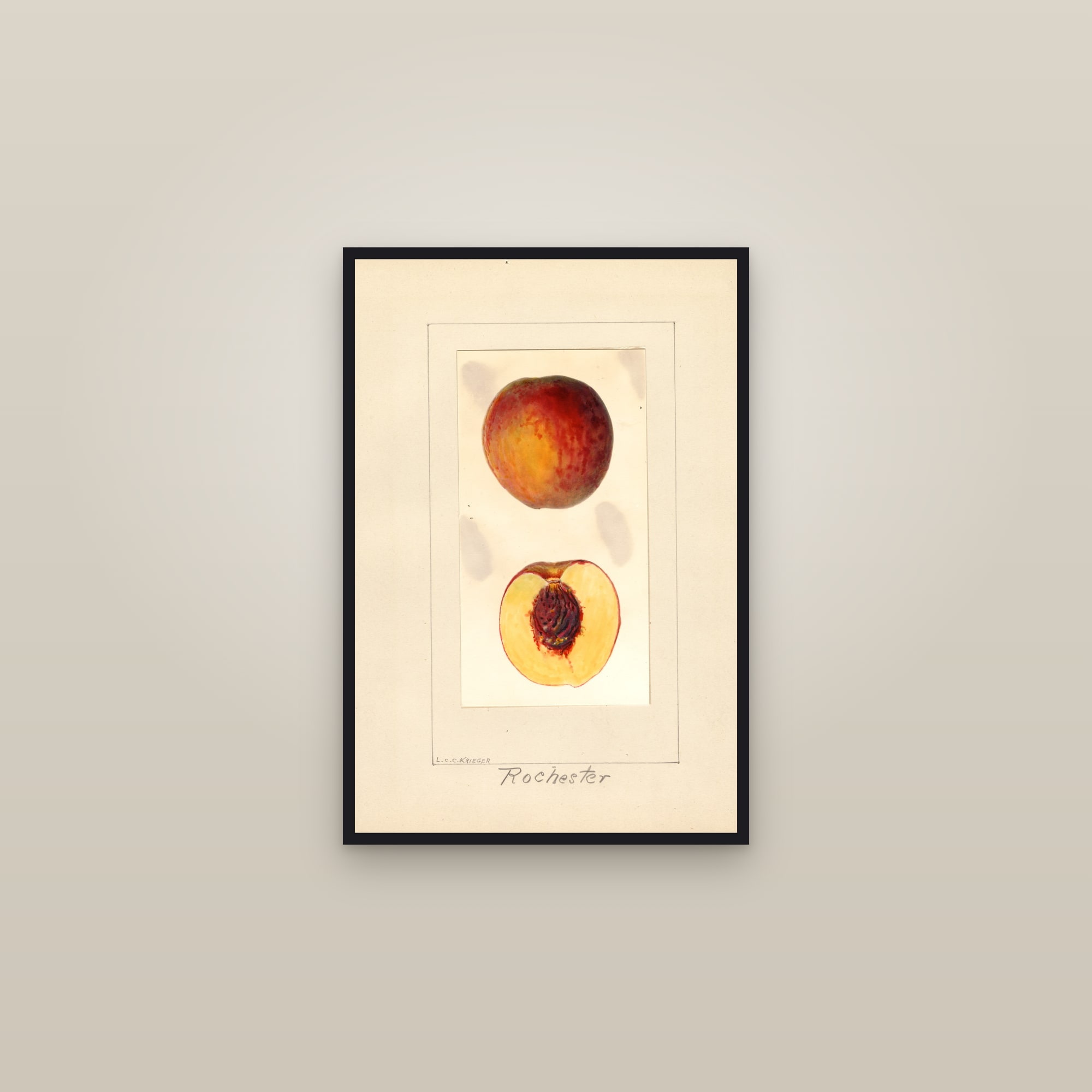 Rochester Peach — framed in a gallery setting