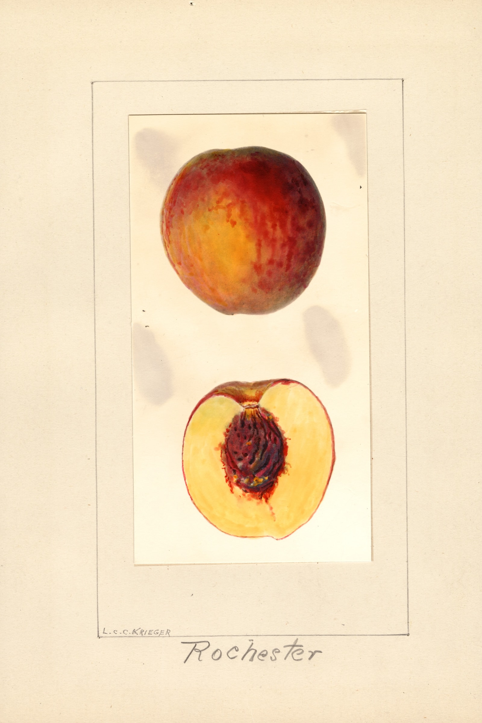 Rochester Peach