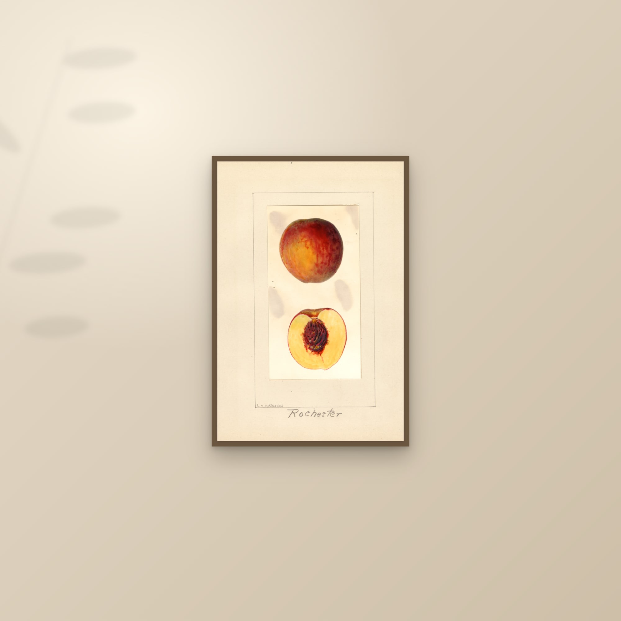 Rochester Peach — framed and styled on a sunlit wall