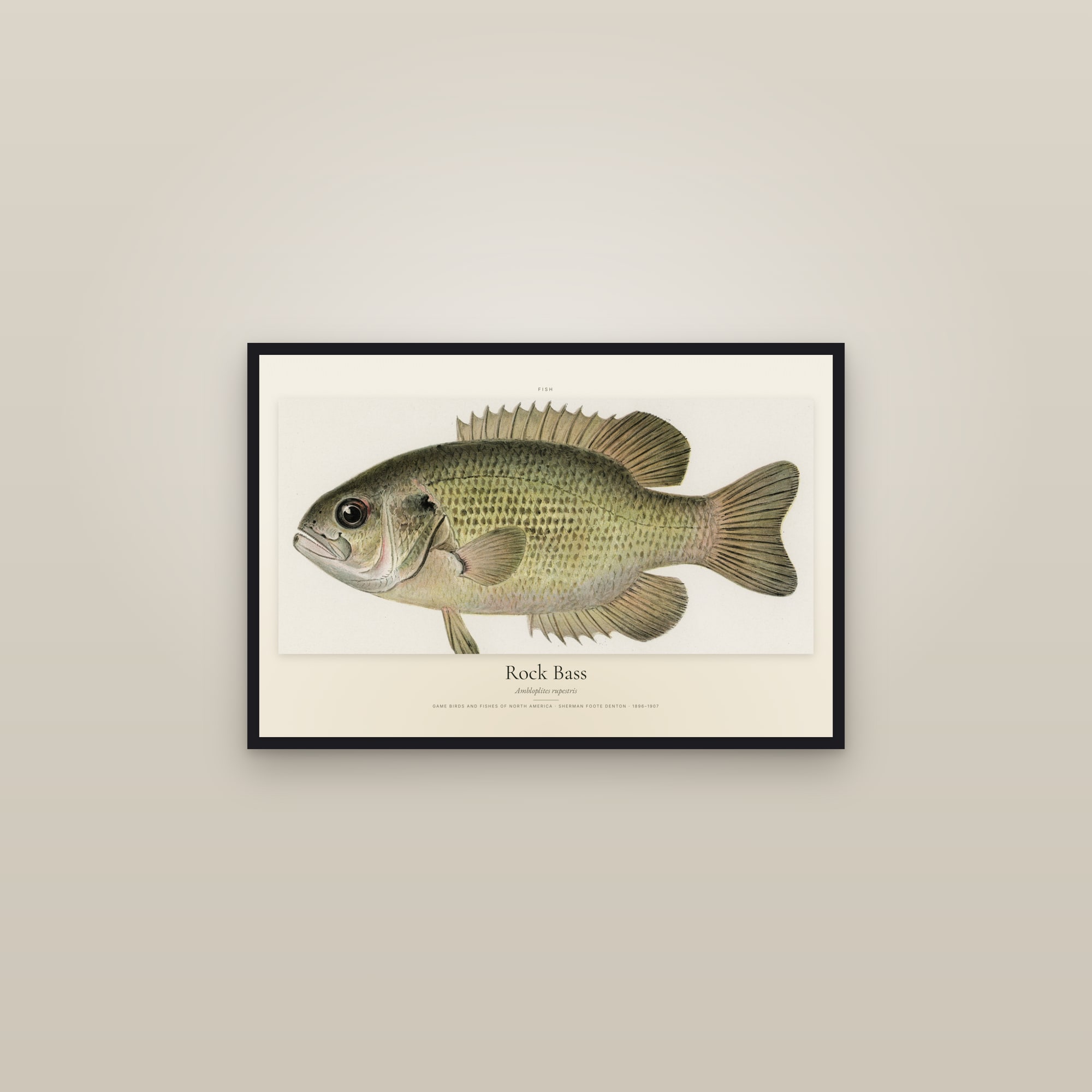 Rock Bass — framed in a gallery setting