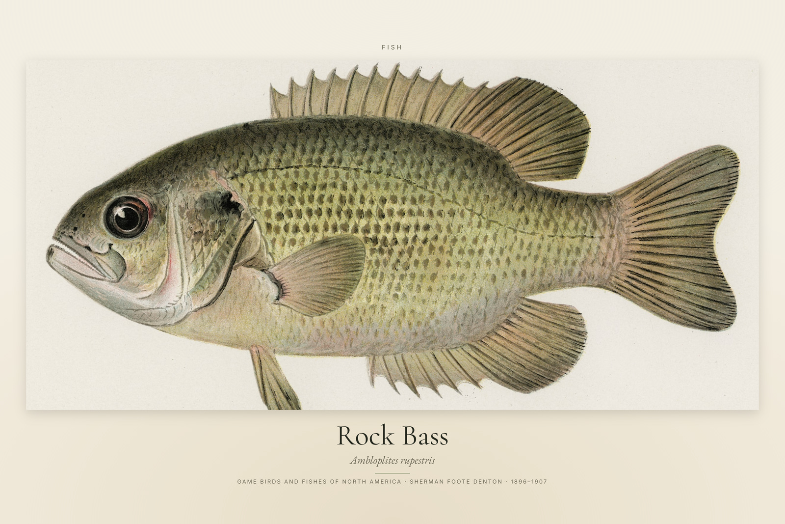 Rock Bass