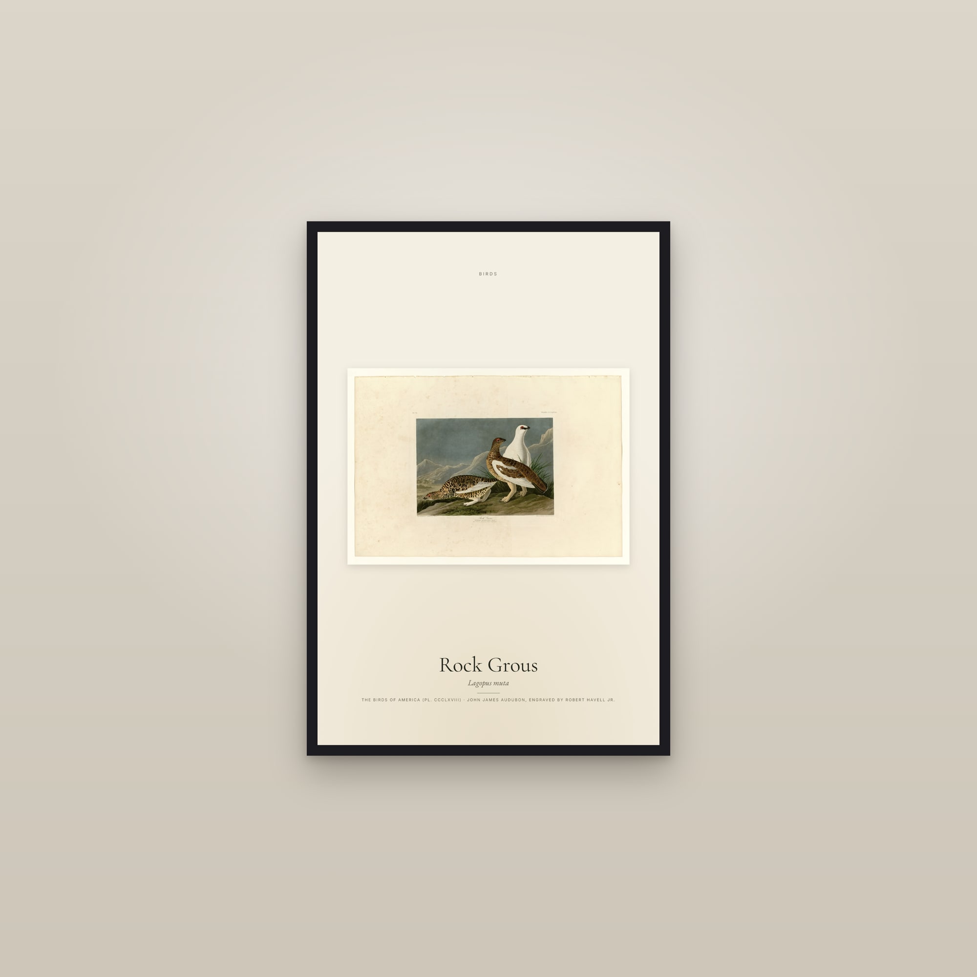 Rock Grous — framed in a gallery setting