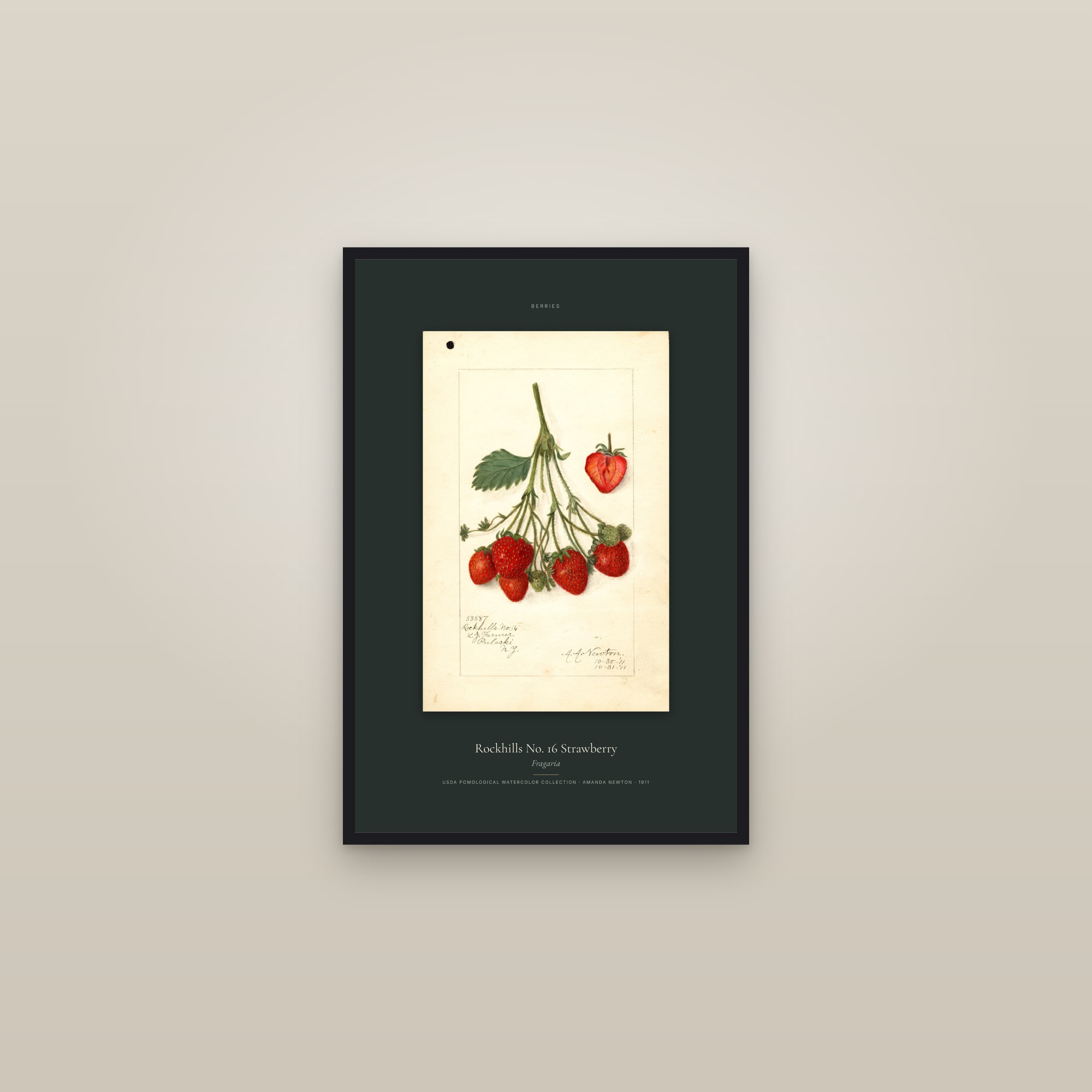 Rockhills No. 16 Strawberry — Specimen — framed in a gallery setting
