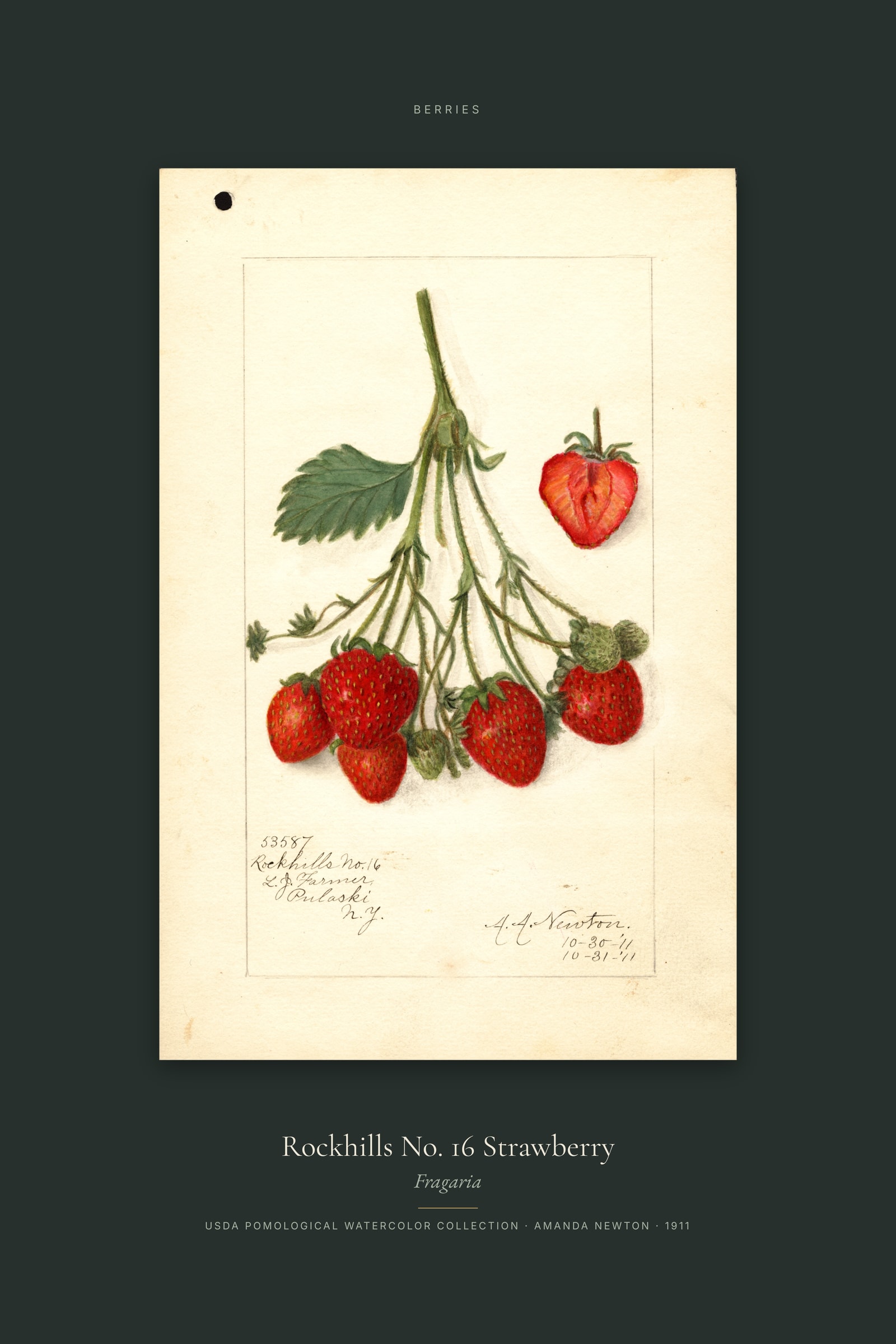 Rockhills No. 16 Strawberry — Specimen