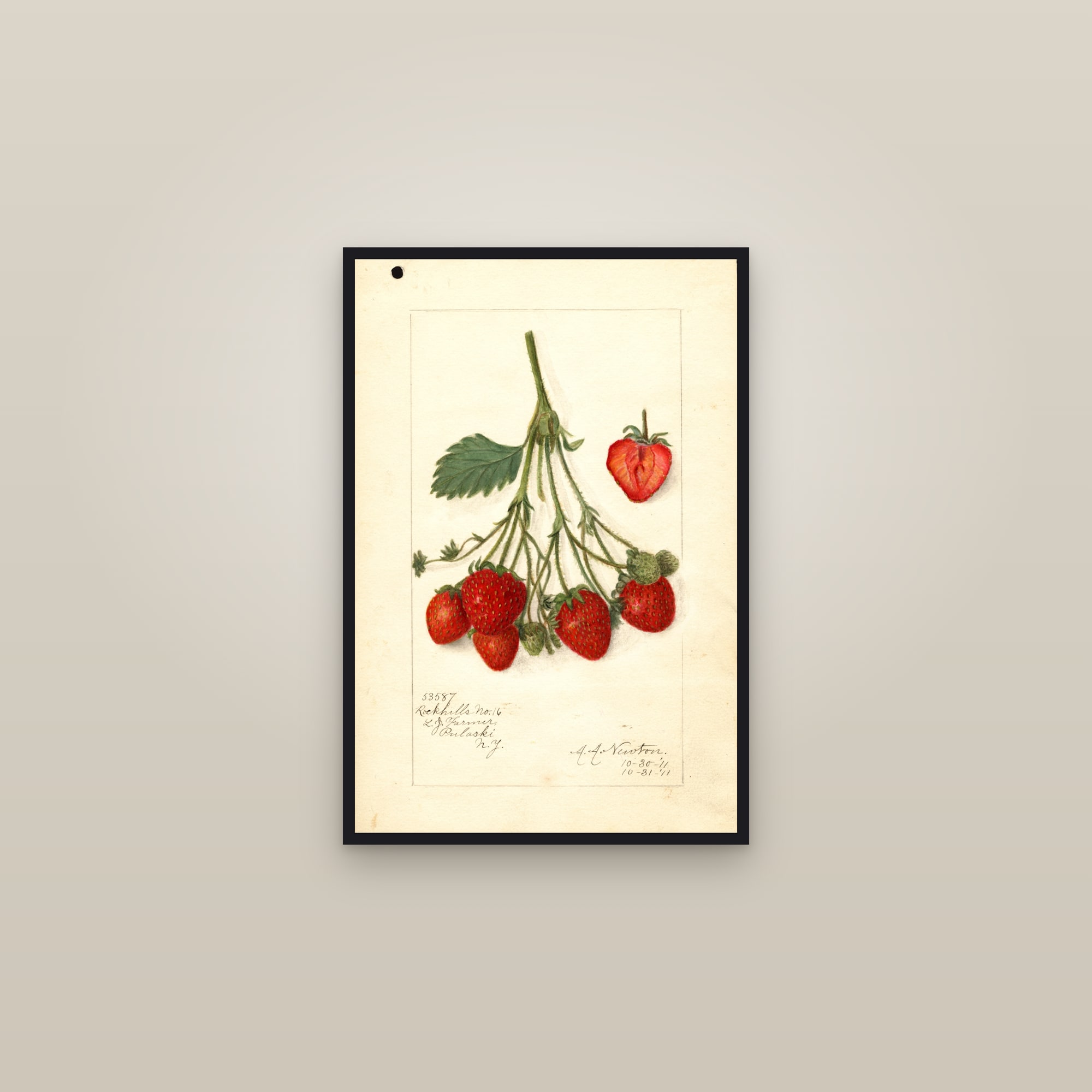 Rockhills No. 16 Strawberry — framed in a gallery setting