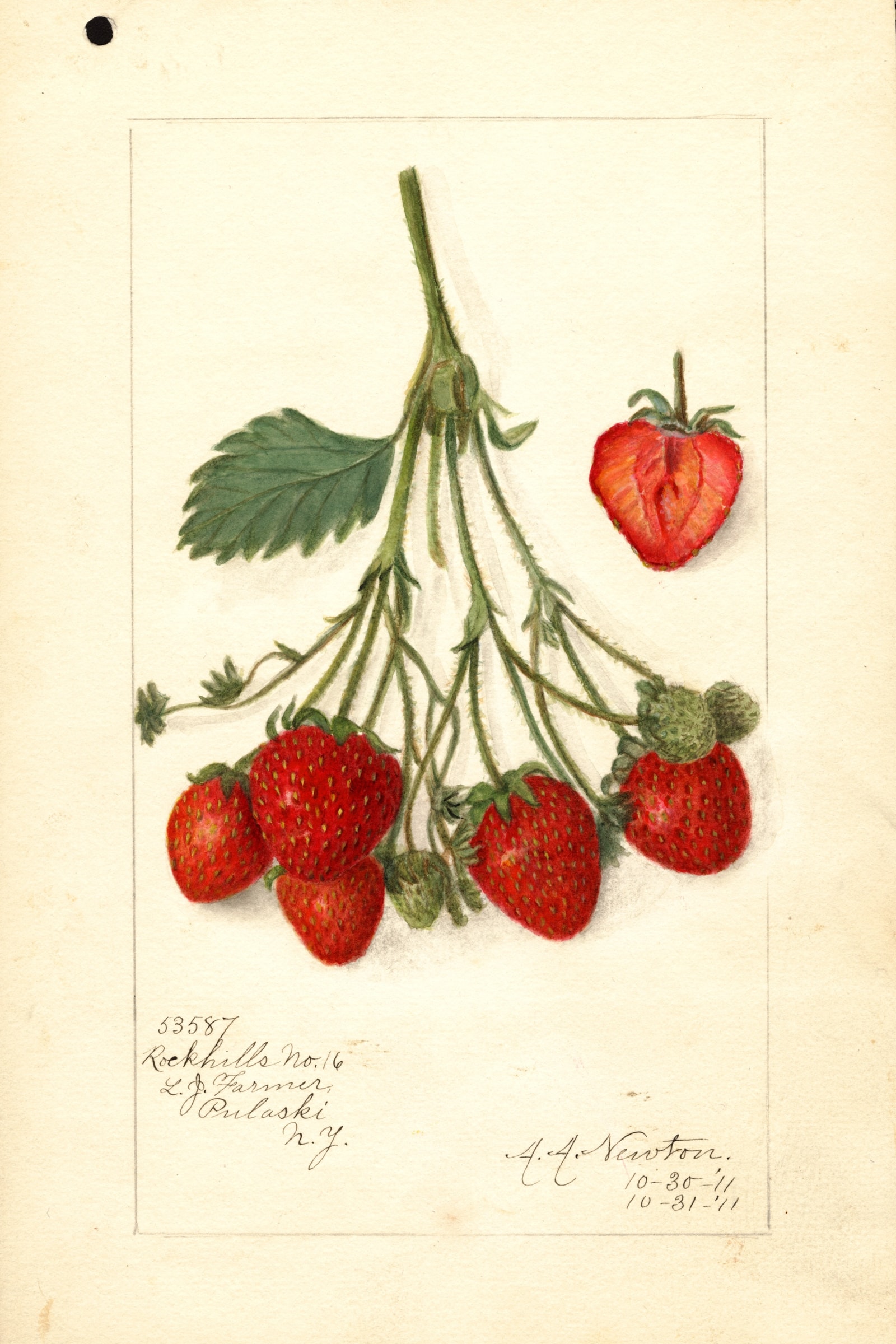 Rockhills No. 16 Strawberry