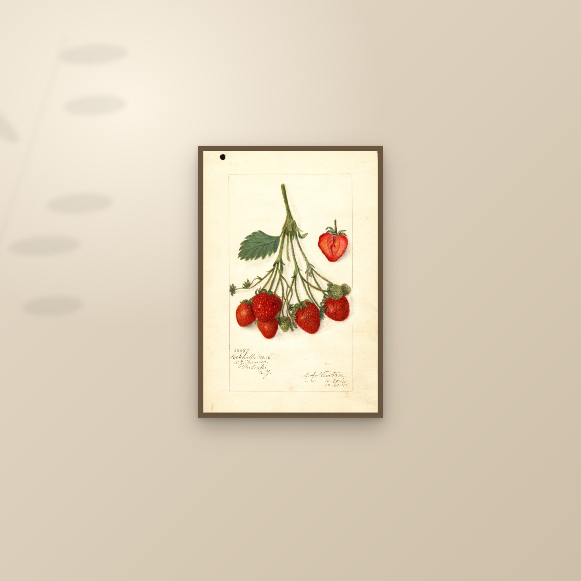 Rockhills No. 16 Strawberry — framed and styled on a sunlit wall
